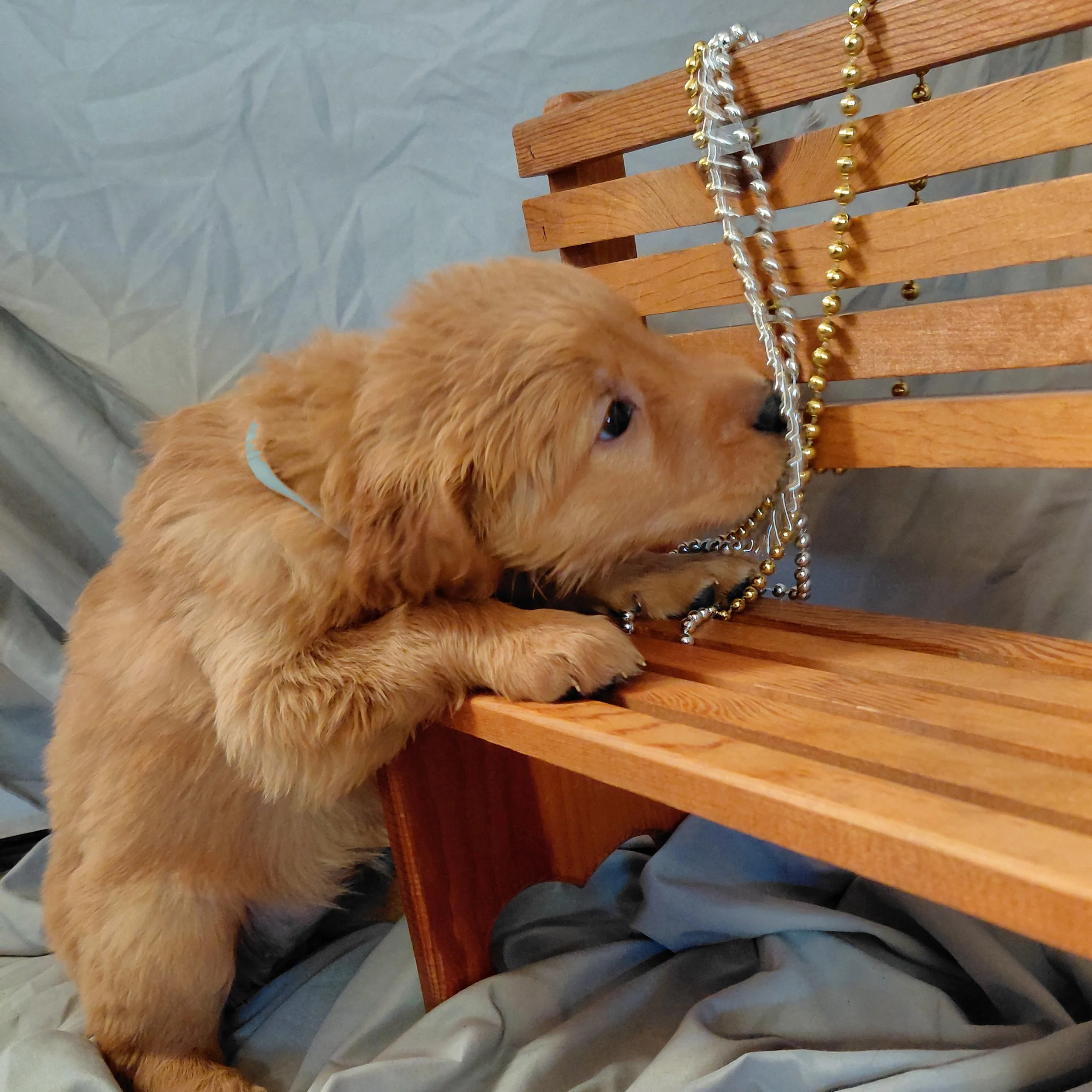 Everest the 5 week old Golden Retriever puppy explores beads on a mini wooden bench.