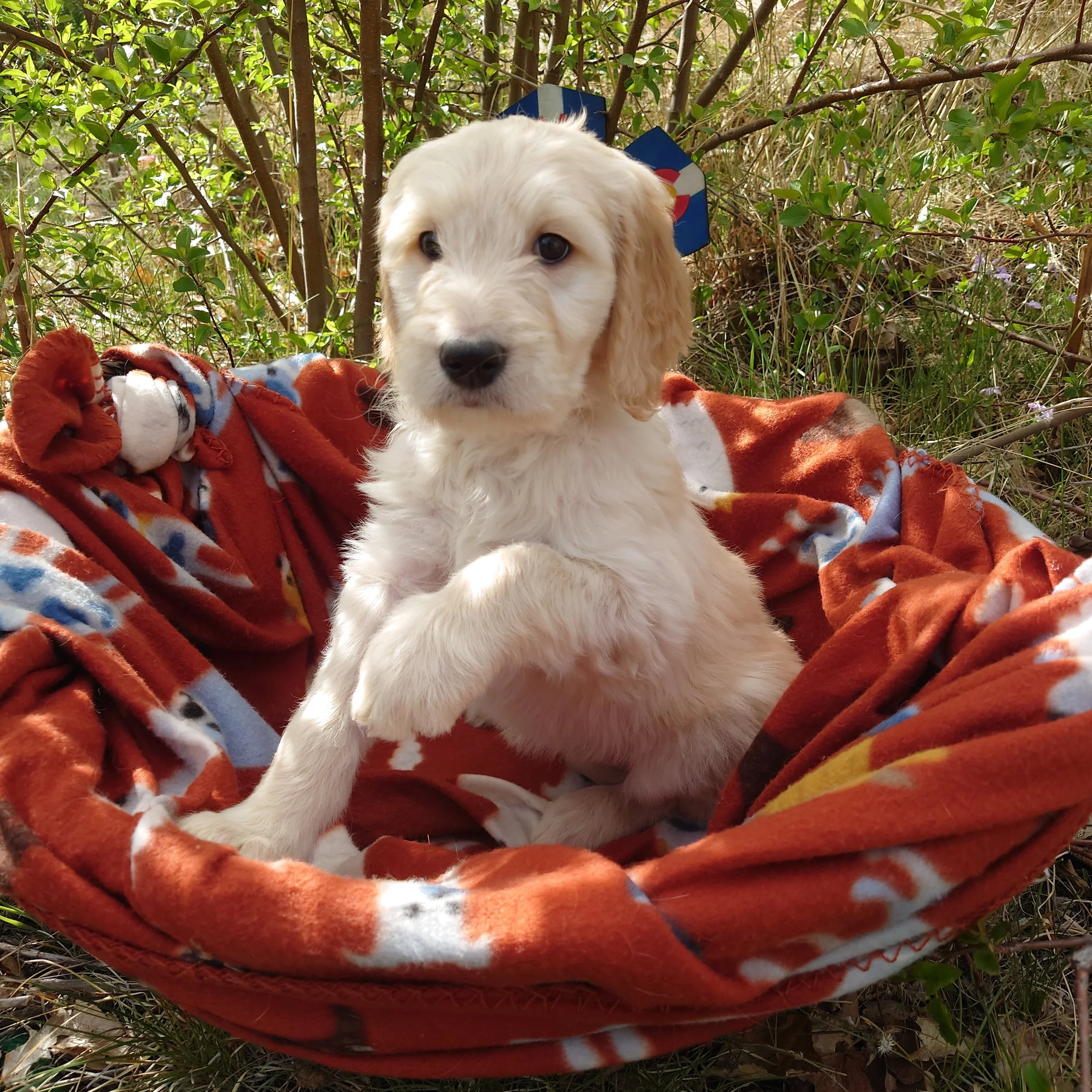 7 week old Peach the F1 Goldendoodle puppy sits paws on the edge of a basket with a fleece blanket. Behind her a painted Colorado flags on a flower shape.