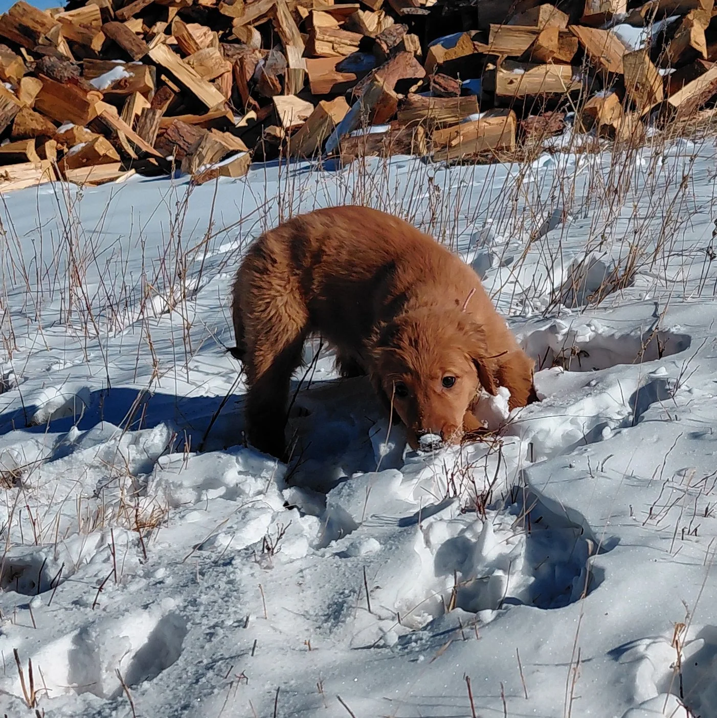 Skye the 9 week old Golden Retriever puppy plays in the fresh snow in front of firewood.