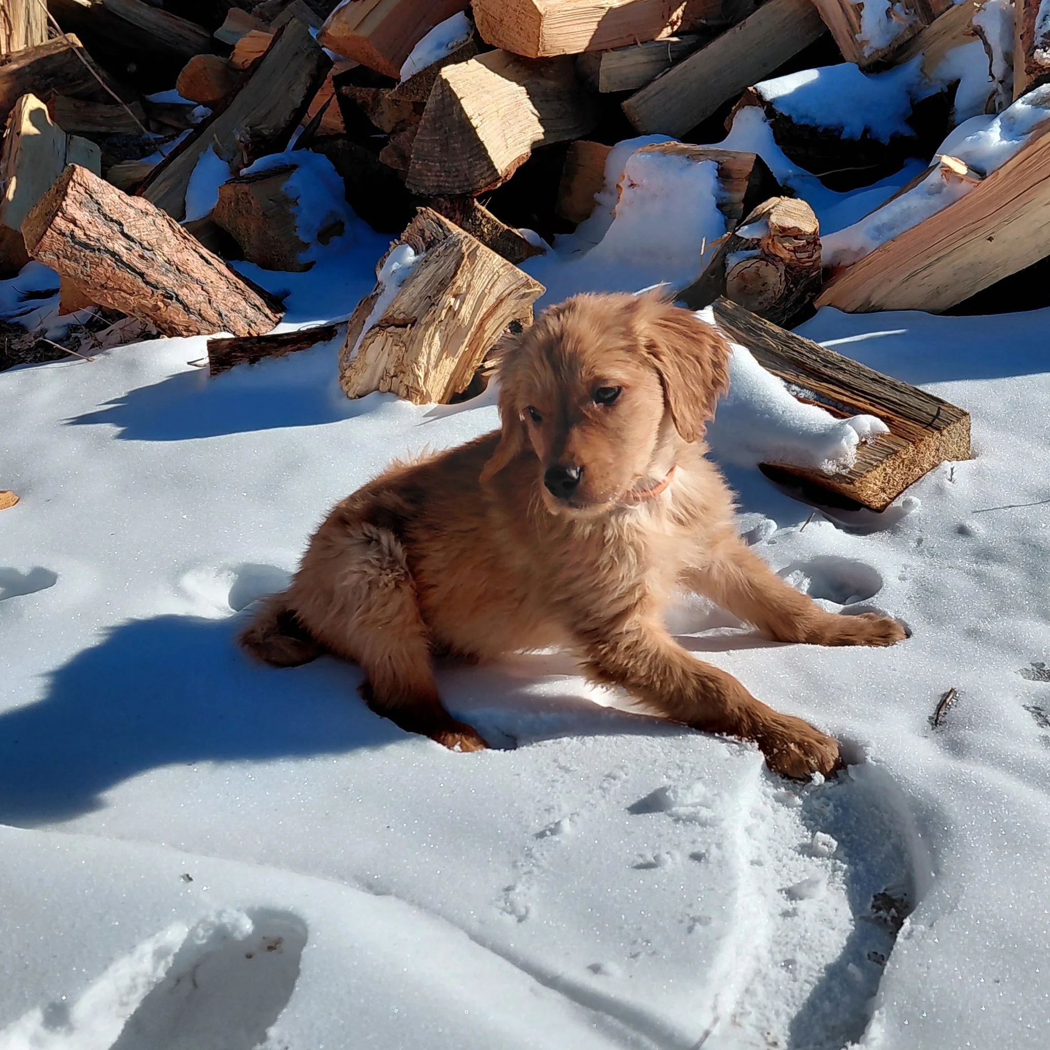 Zuma the 9 week old Golden Retriever puppy sits in fresh snow in front of firewood.