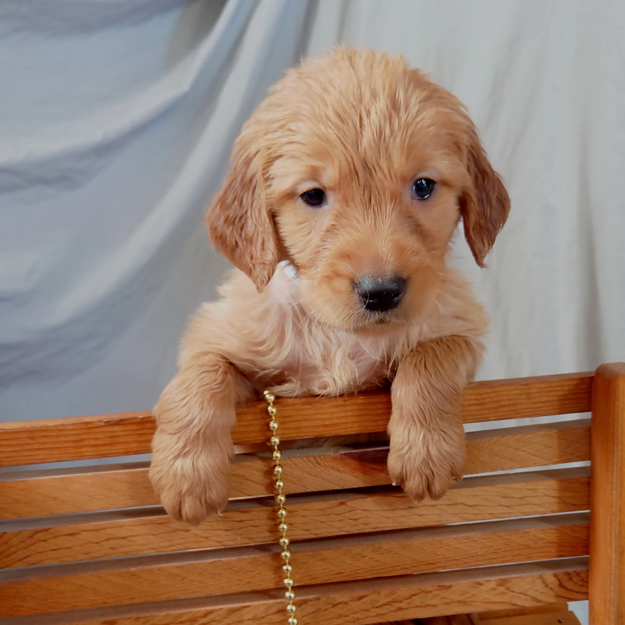 Sweetie the 5 week old Golden Retriever puppy poses on a wooden bench.