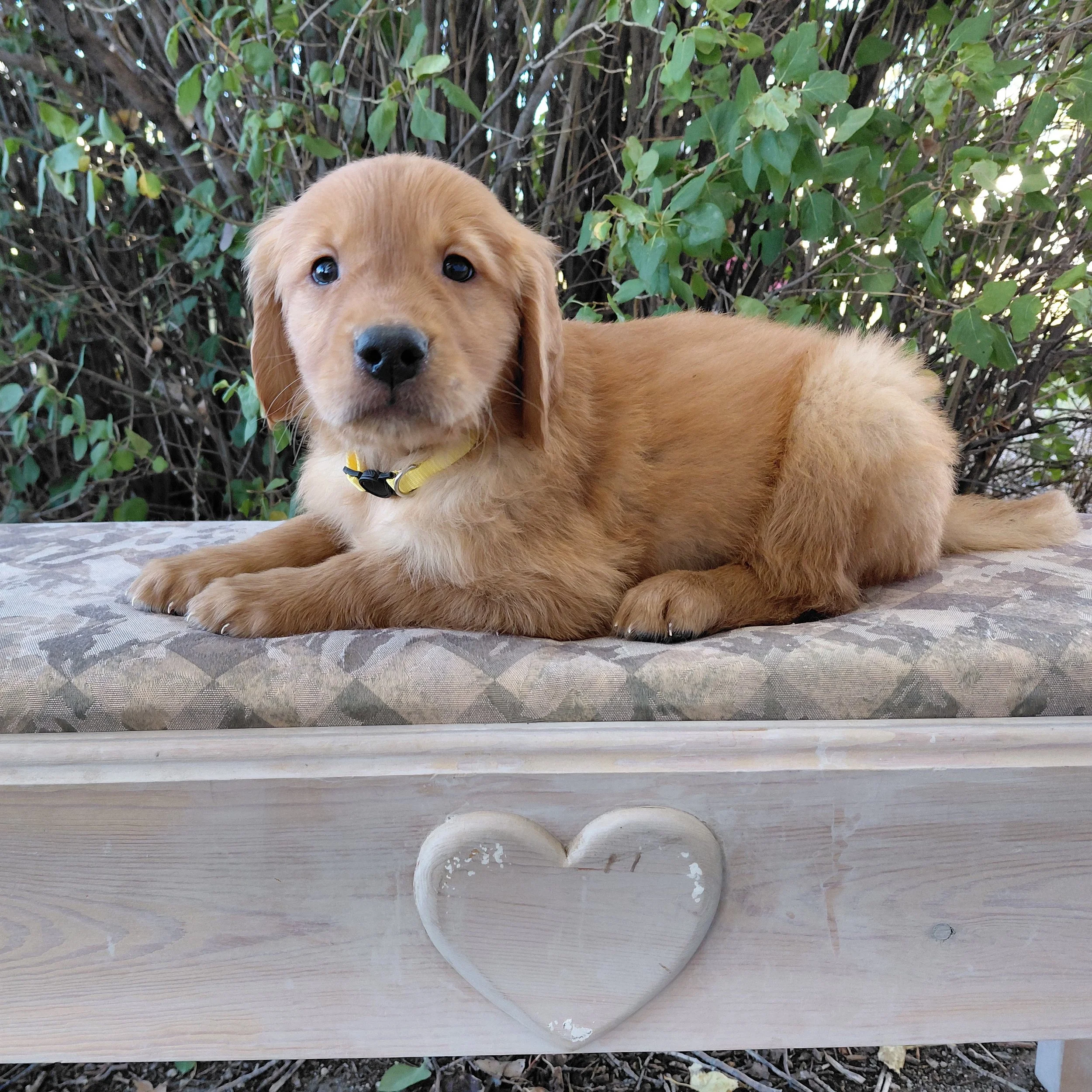 King Bumi, the 7 week old Golden Retriever puppy is on a bench in front of a lilac bush.
