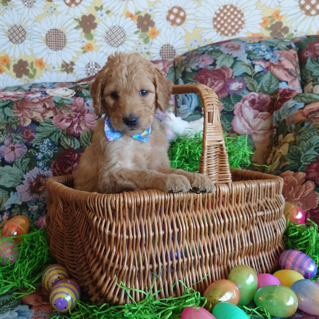 Mario the 5 week old F1 Goldendoodle puppy sits politely in a basket surrounded by colorful Easter Eggs.