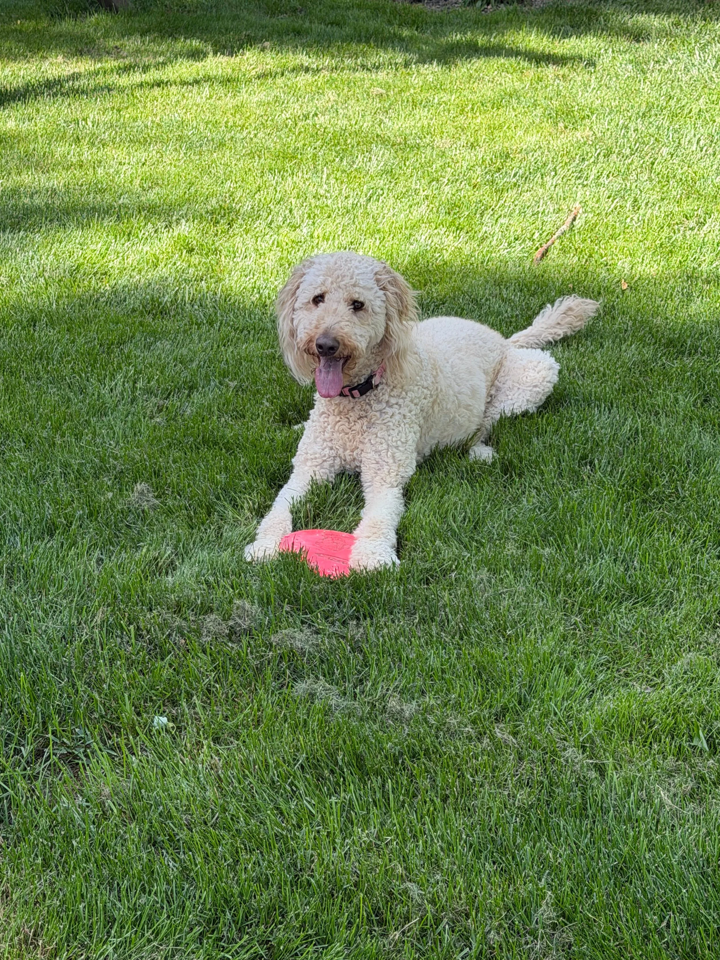 Kyah the goldendoodle sits in the green grass with her red frisbee.