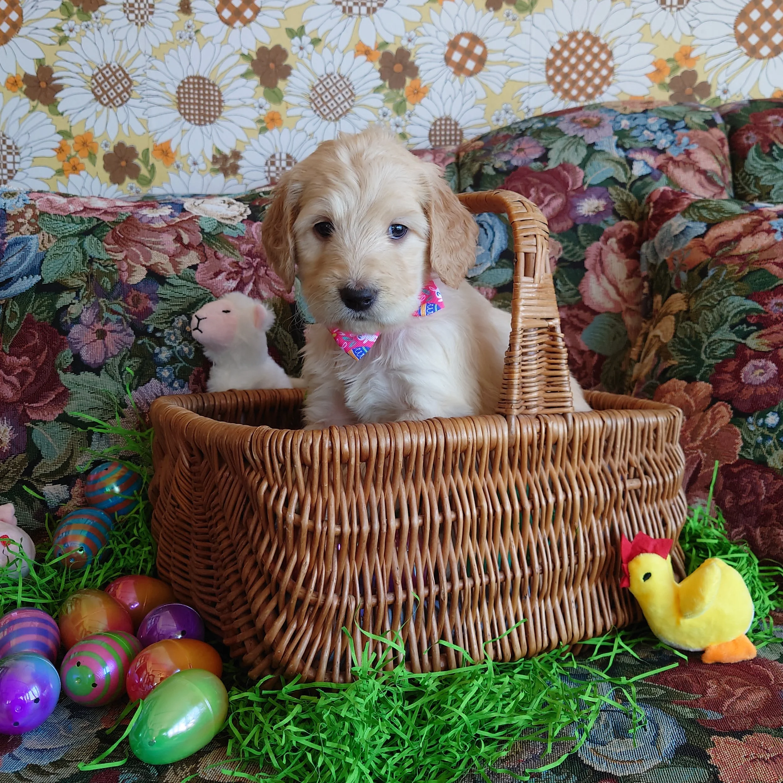 Peach the 5 week old F1 Goldendoodle puppy sits politely in a basket surrounded by colorful Easter Eggs.
