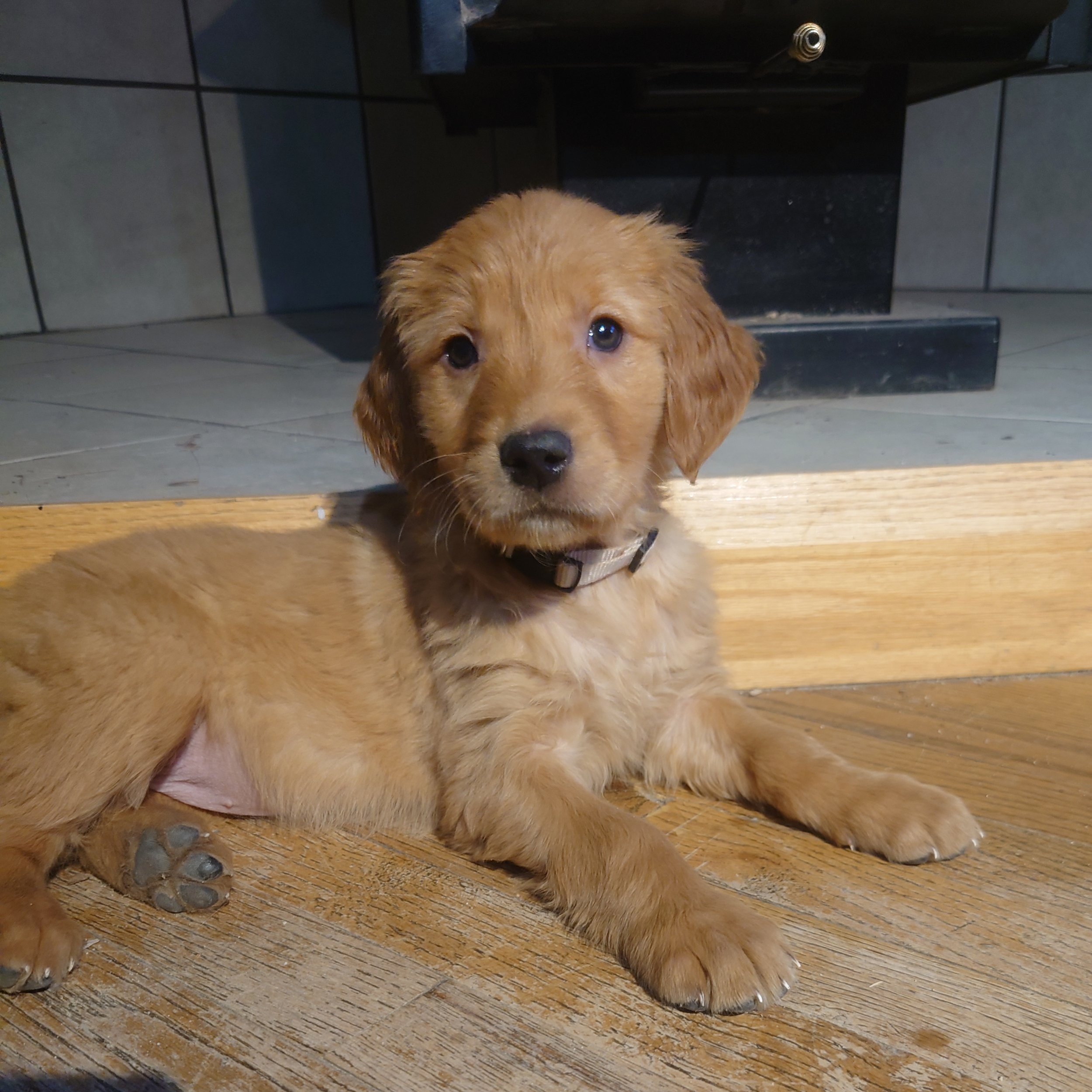 Sweetie the 7 week old Golden Retriever puppy lays on a wooden floor in front of a wood fireplace.