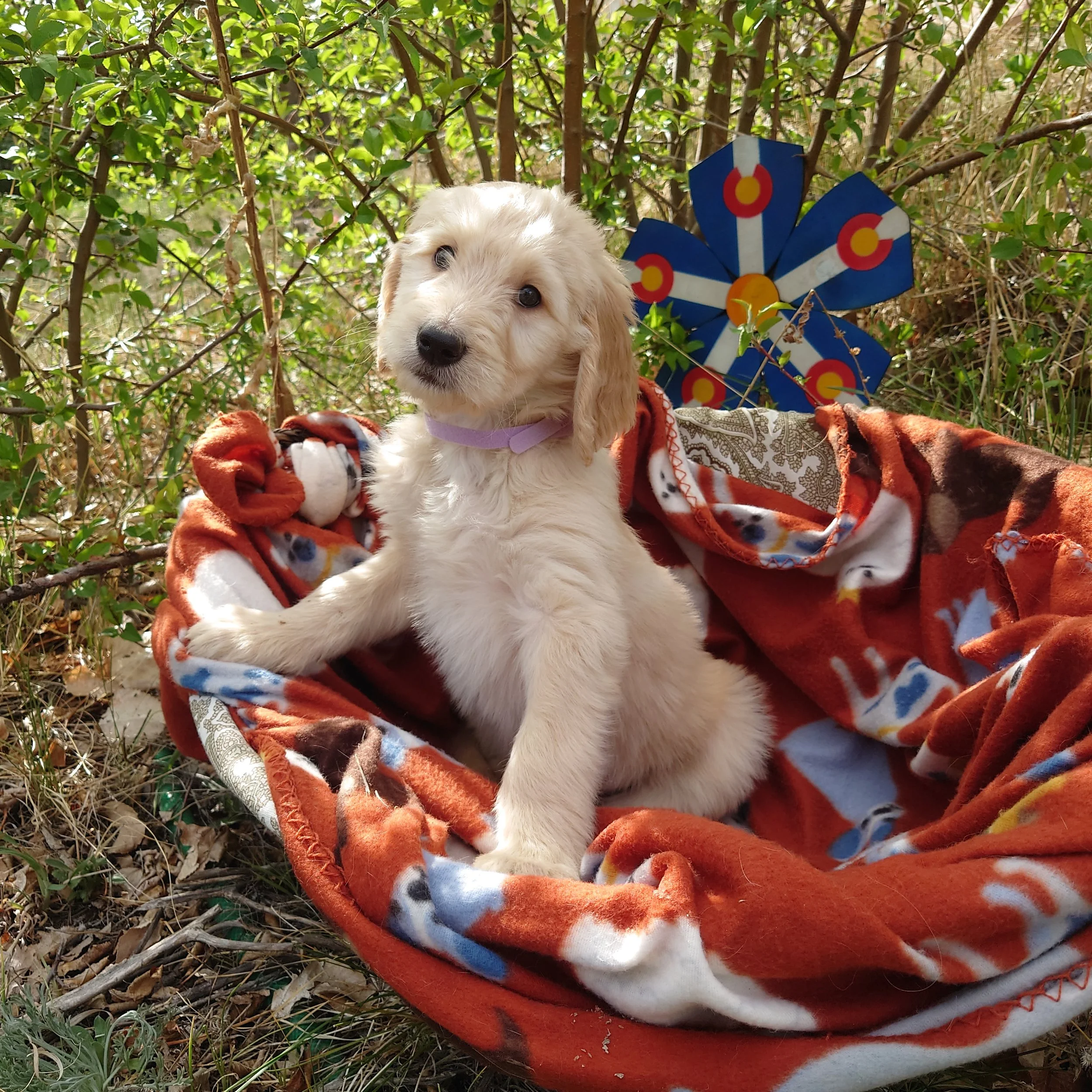 7 week old Rosalina the F1 Goldendoodle puppy sits paws on the edge of a basket with a fleece blanket. Behind her a painted Colorado flags on a flower shape.