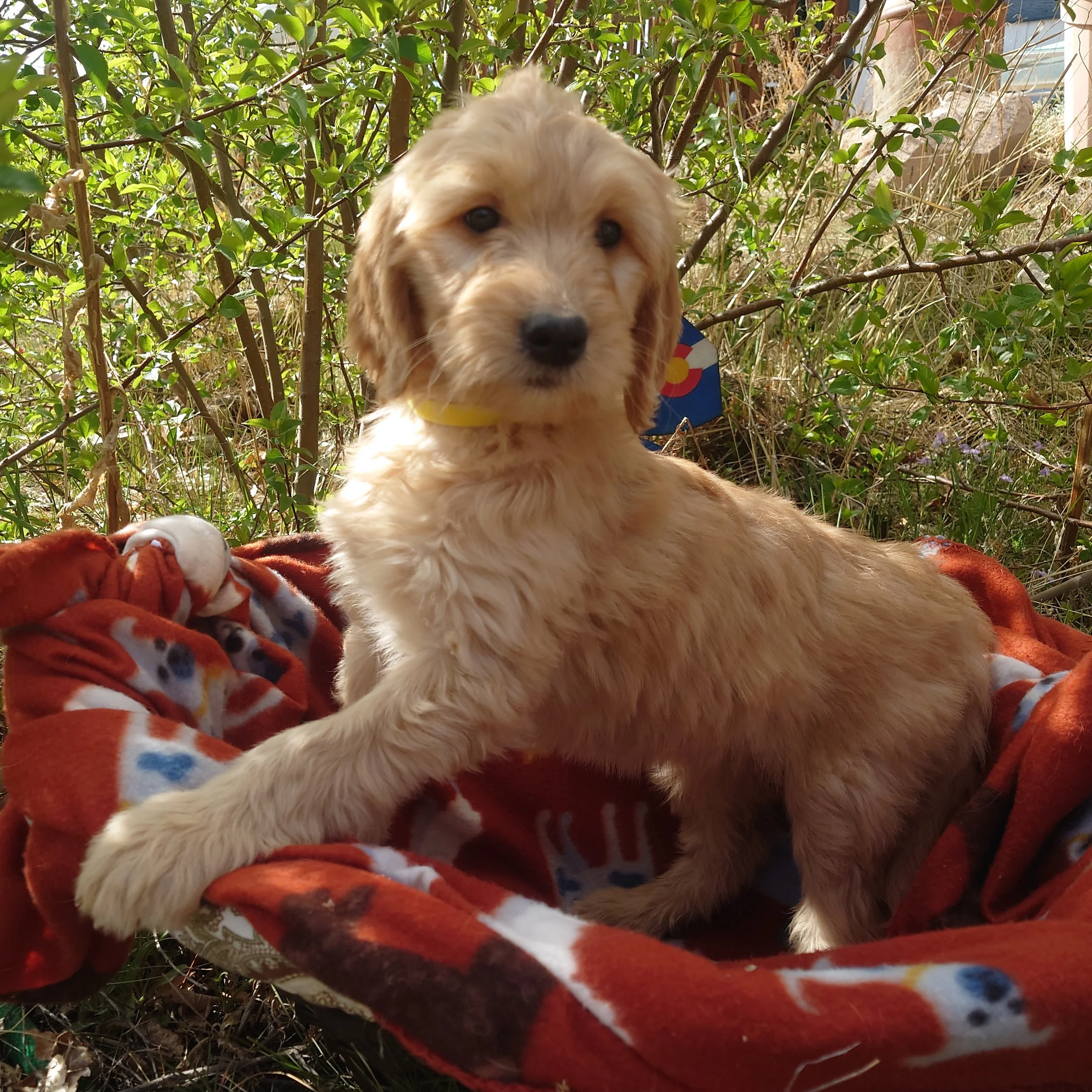 7 week old Daisy the F1 Goldendoodle puppy sits paws on the edge of a basket with a fleece blanket. Behind her a painted Colorado flags on a flower shape.