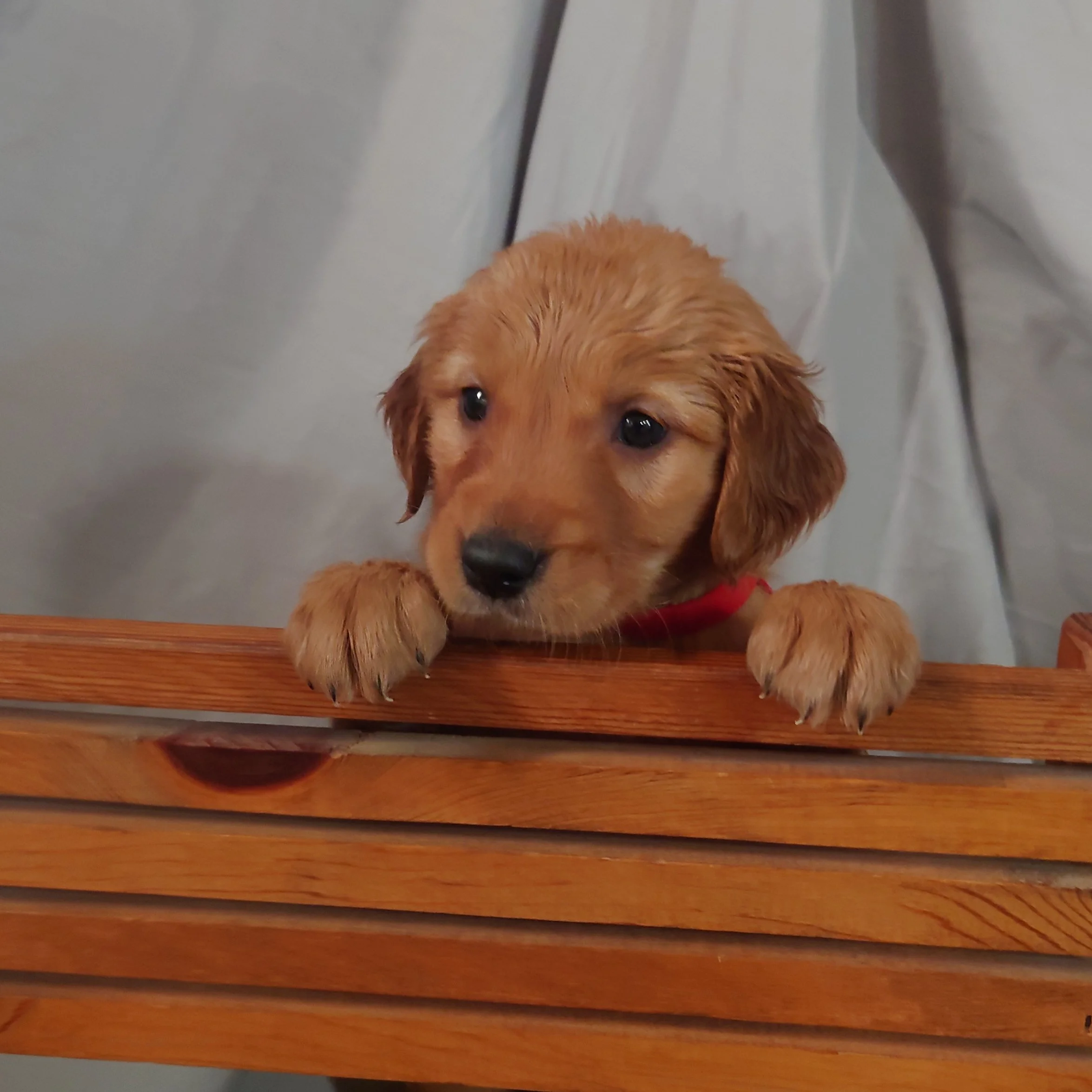 Coral the 5 week old Golden Retriever puppy poses on a mini wooden bench.