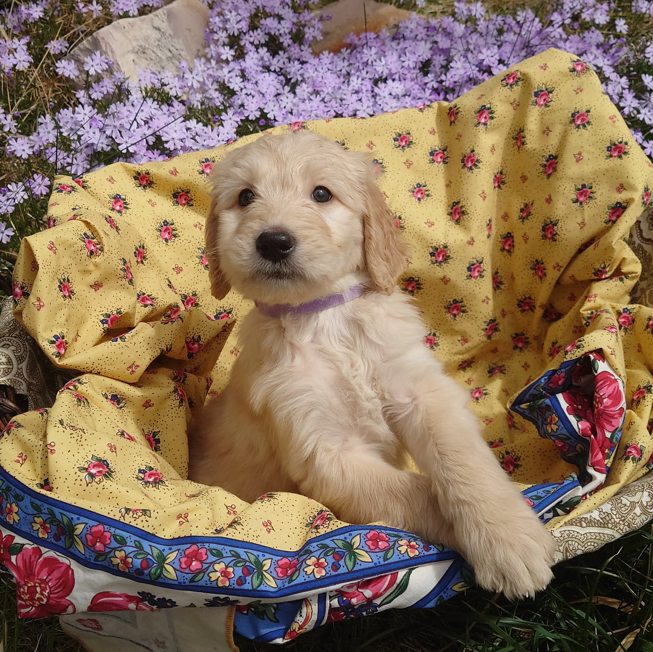 Rosalina the 6 week old F1 Goldendoodle puppy sits with her paw on the edge of a basket surrounded by purple phlox flowers.