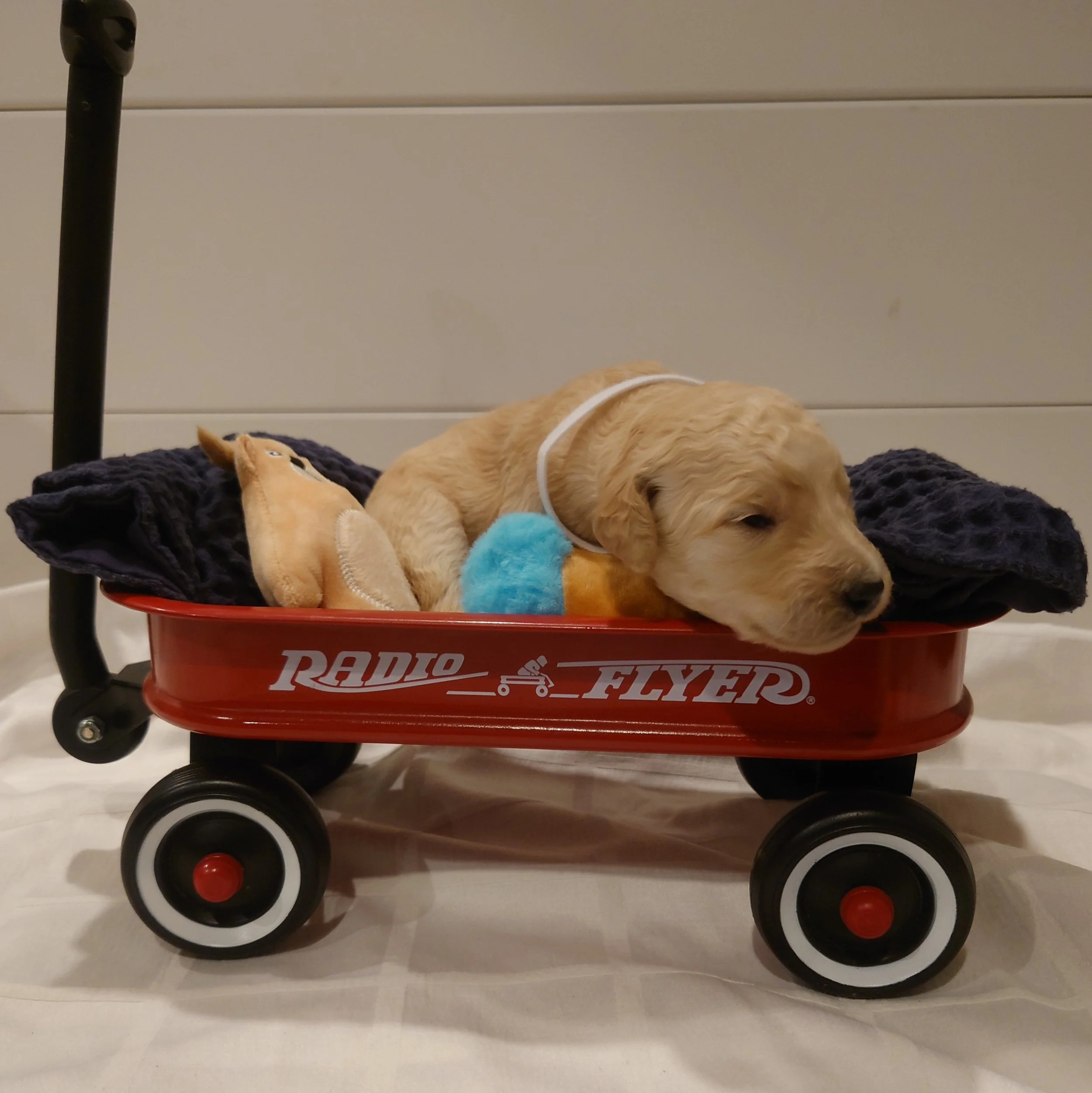 Lumas the 12 day old F1 Goldendoodle puppy lays in a small radio flyer wagon with small stuffed toys.