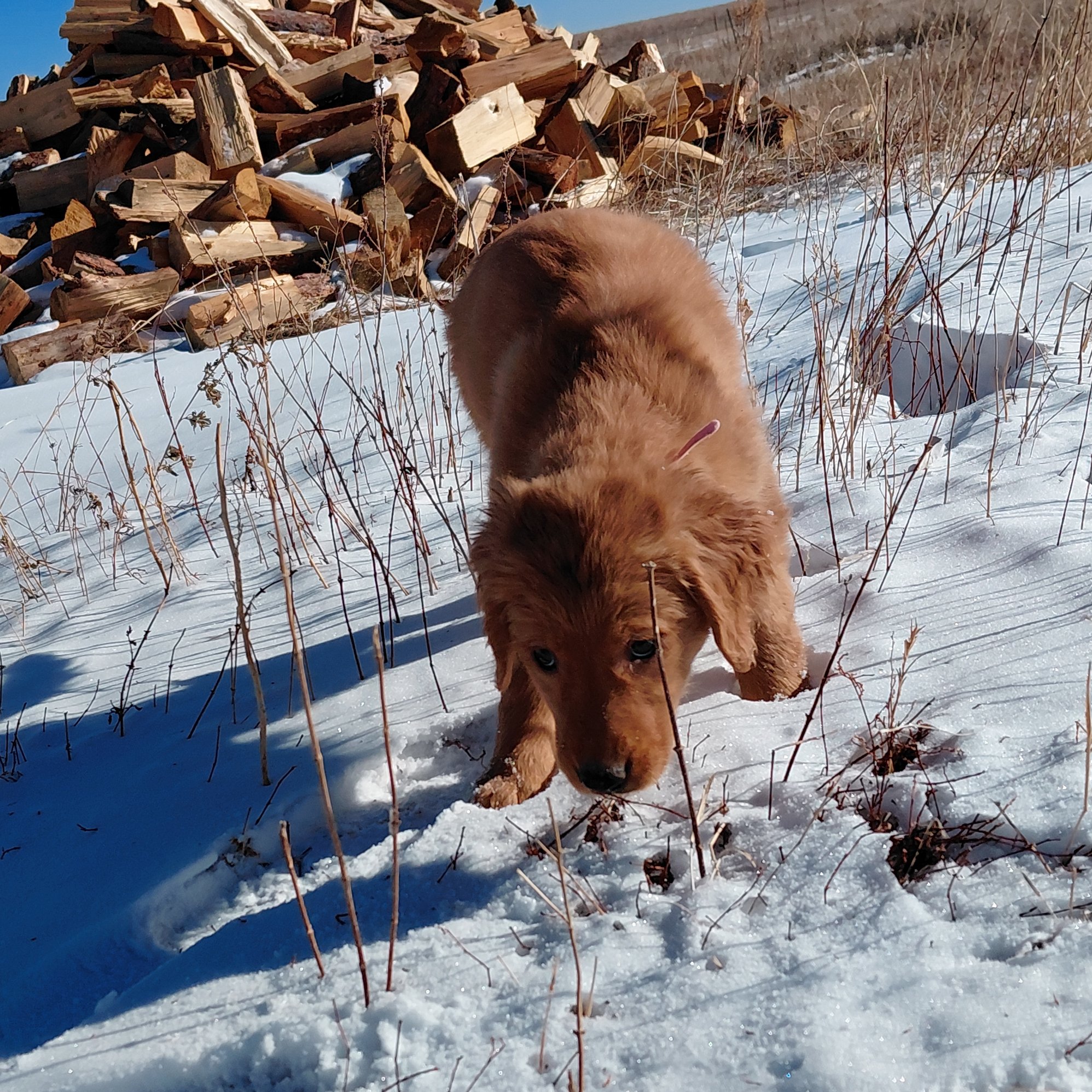Skye the 9 week old Golden Retriever puppy plays in the fresh snow in front of firewood.