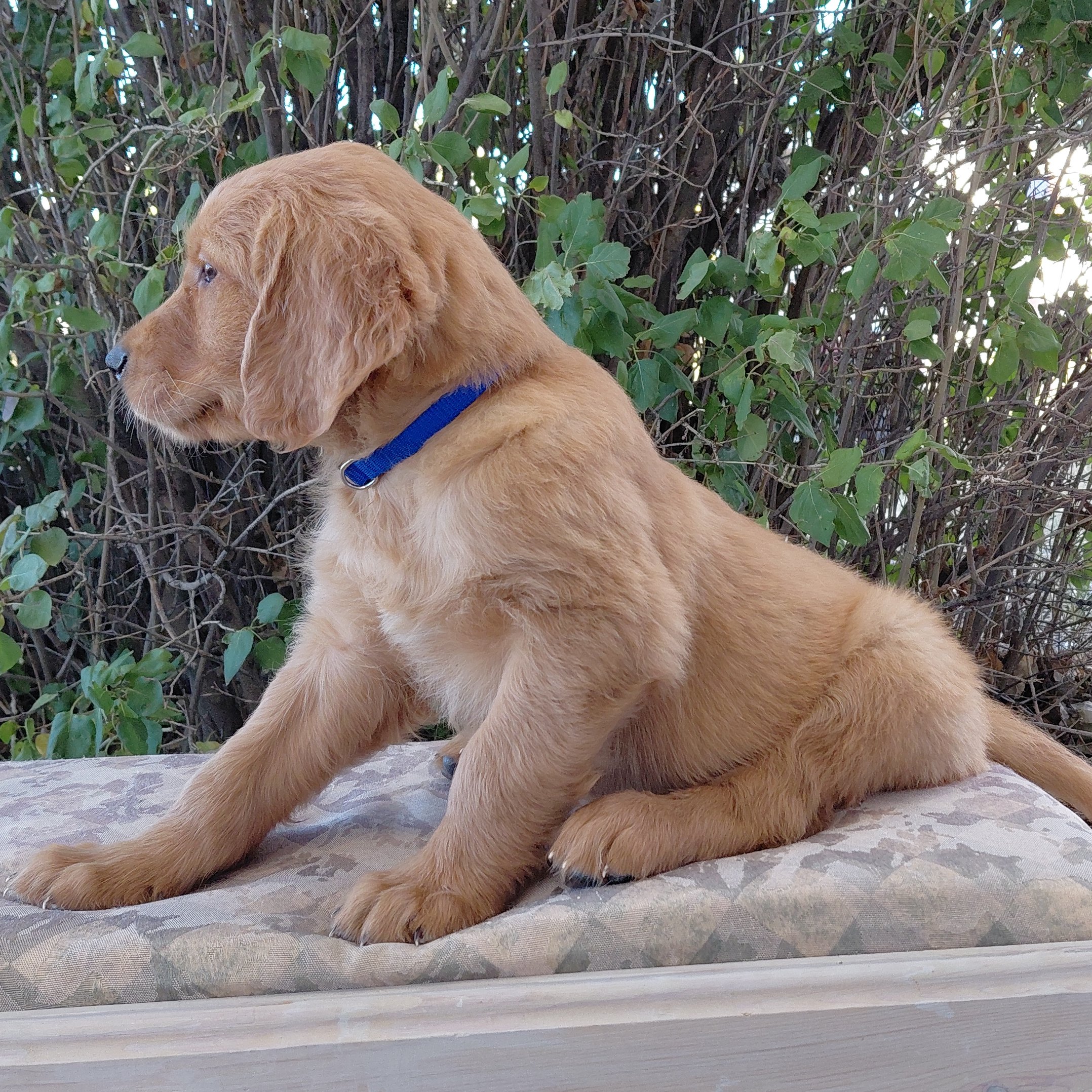 Appa, the 7 week old Golden Retriever puppy is on a bench in front of a lilac bush.
