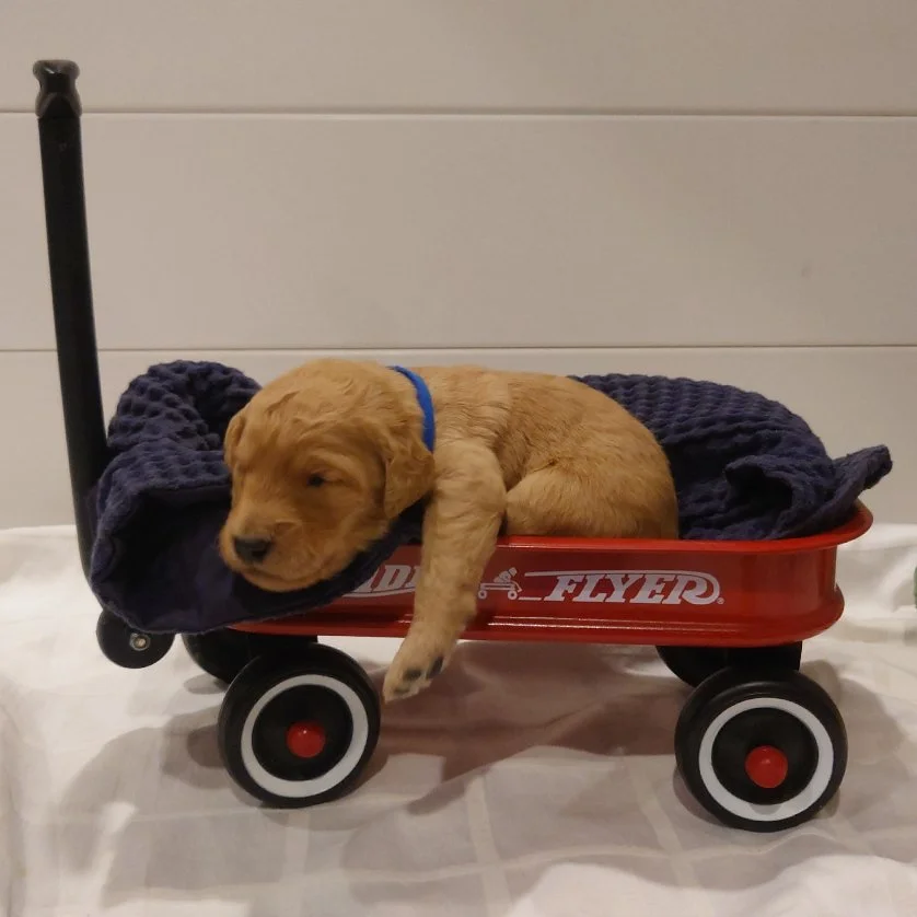 Mario the 12 day old F1 Goldendoodle puppy lays in a small radio flyer wagon.