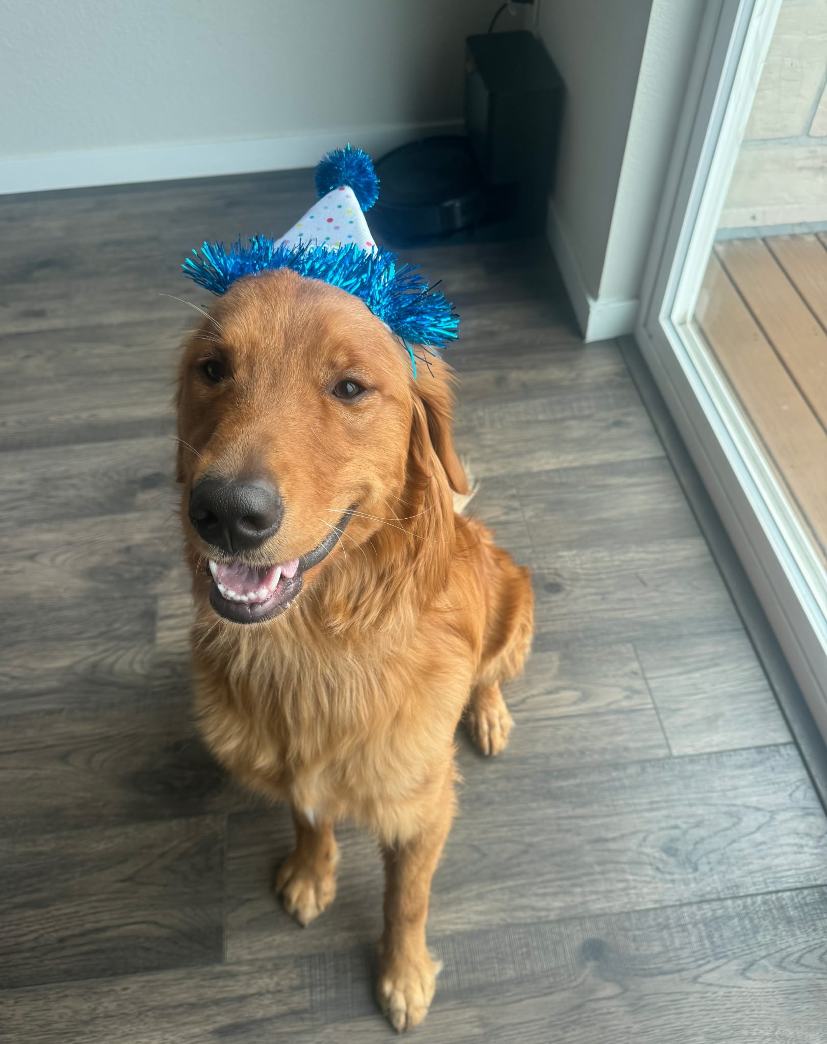 Cupid the golden retriever enjoys his blue party hat.
