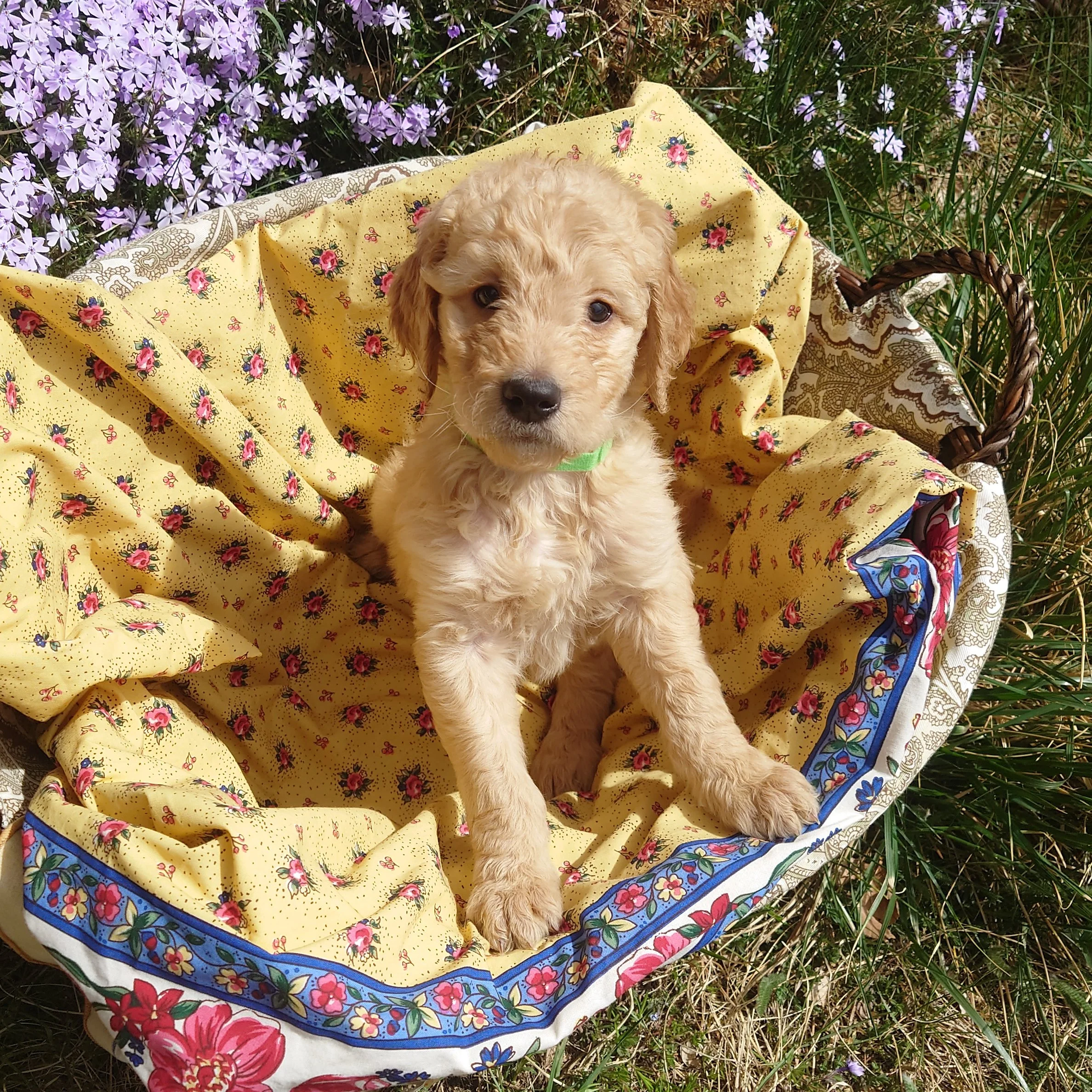Bowser the 6 week old F1 Goldendoodle puppy sits at the edge of a basket surrounded by purple phlox flowers.
