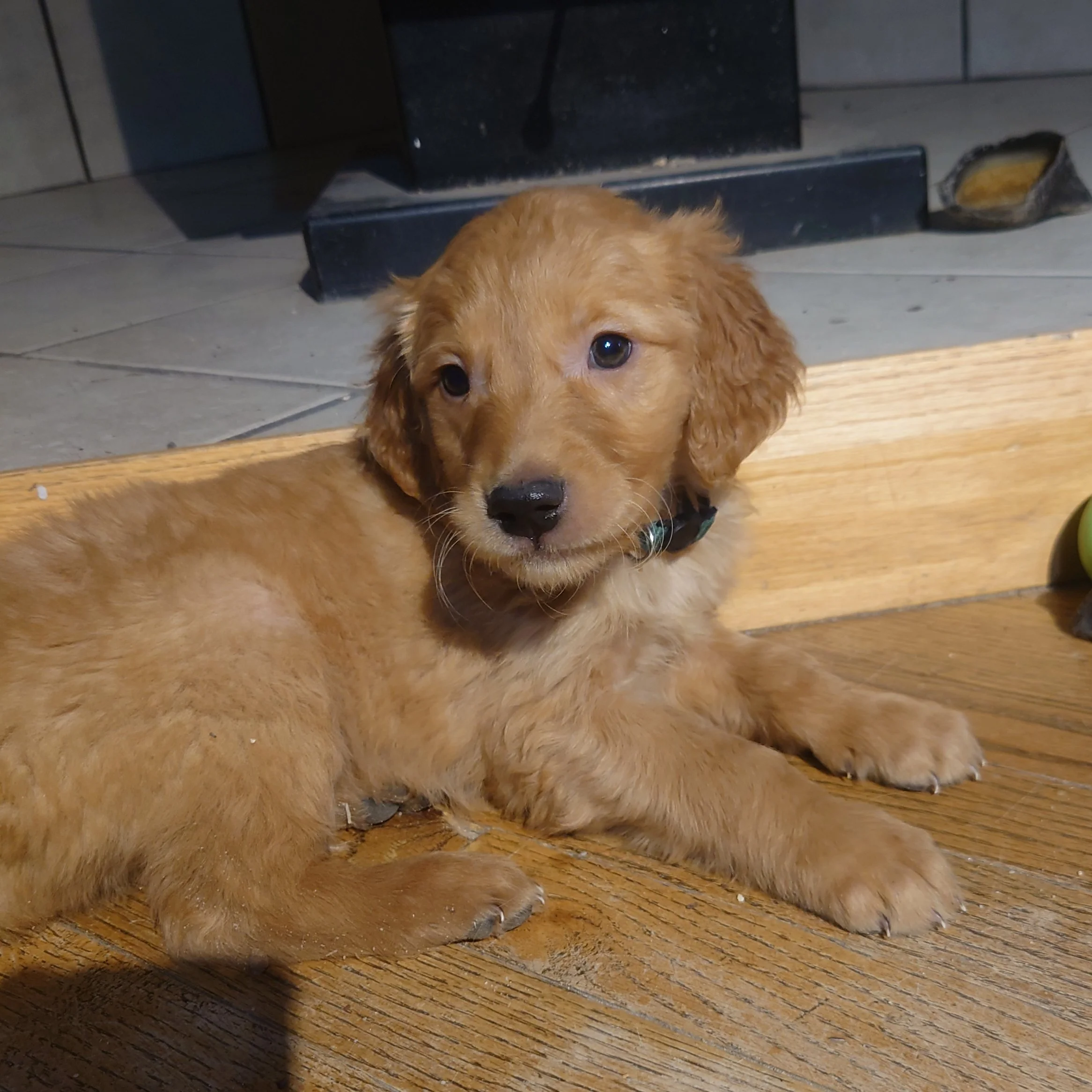 Rocky the 7 week old Golden Retriever puppy lays on a wooden floor in front of a wood fireplace.