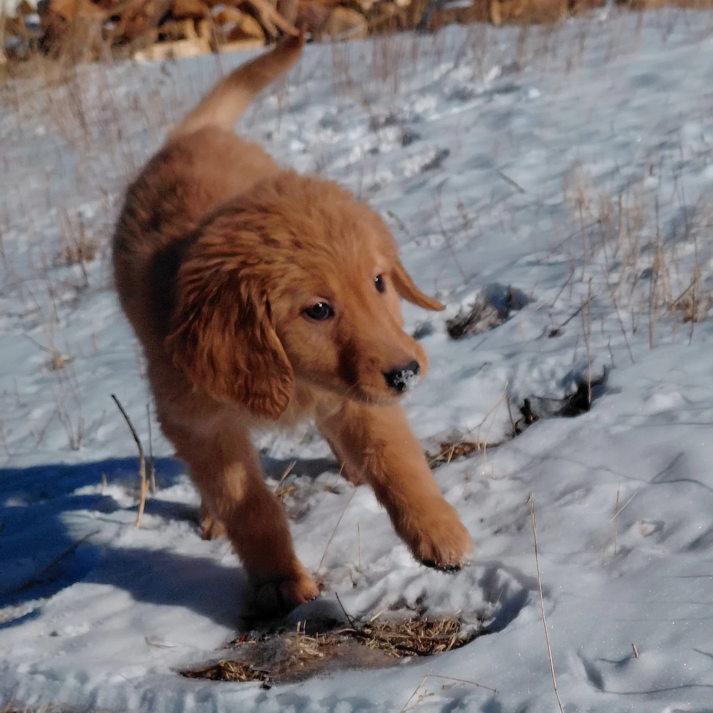 Everest the 9 week old Golden Retriever puppy plays in the fresh snow.