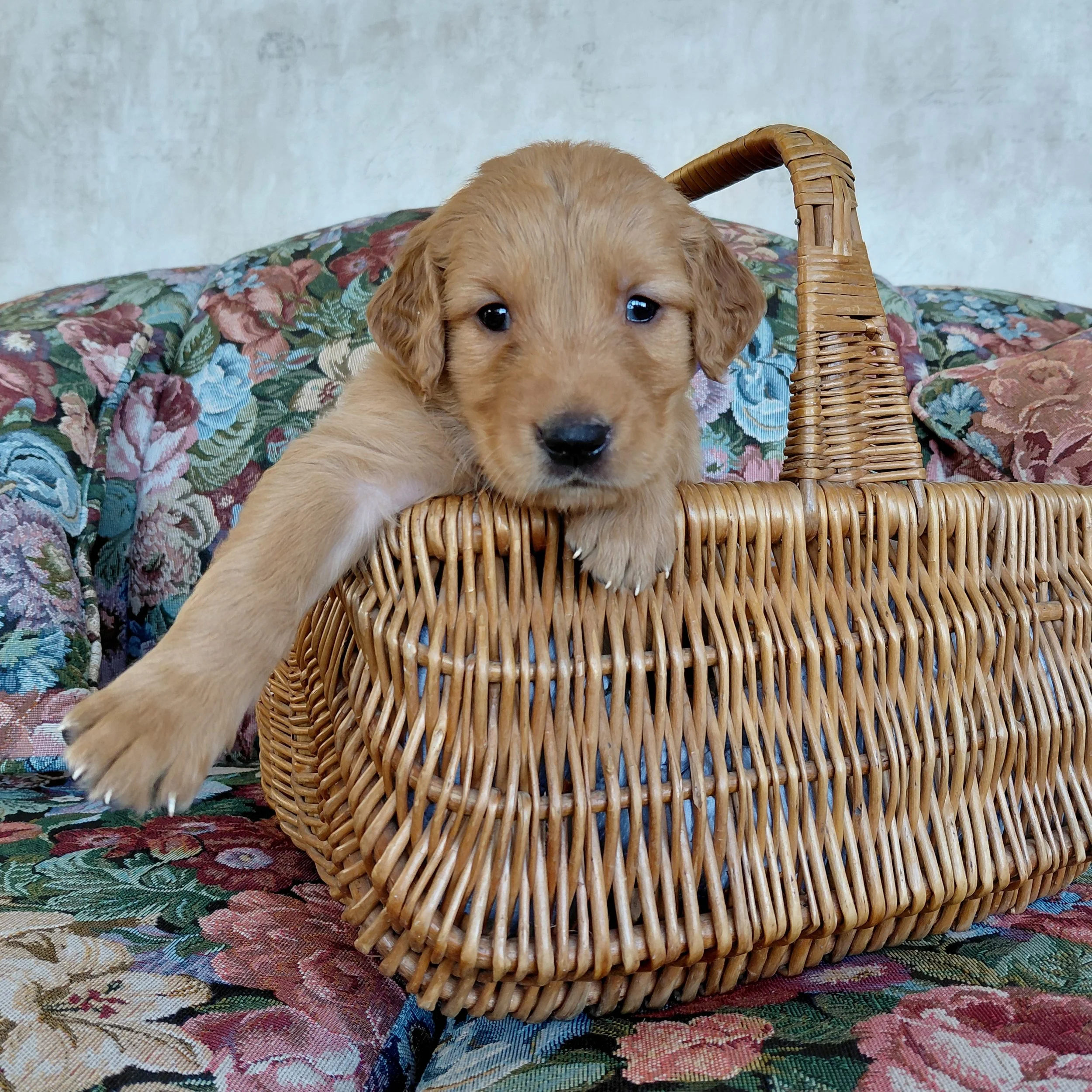 Toph, the 4 week old Golden Retriever puppy sits in a basket on a floral couch with a purple collar.