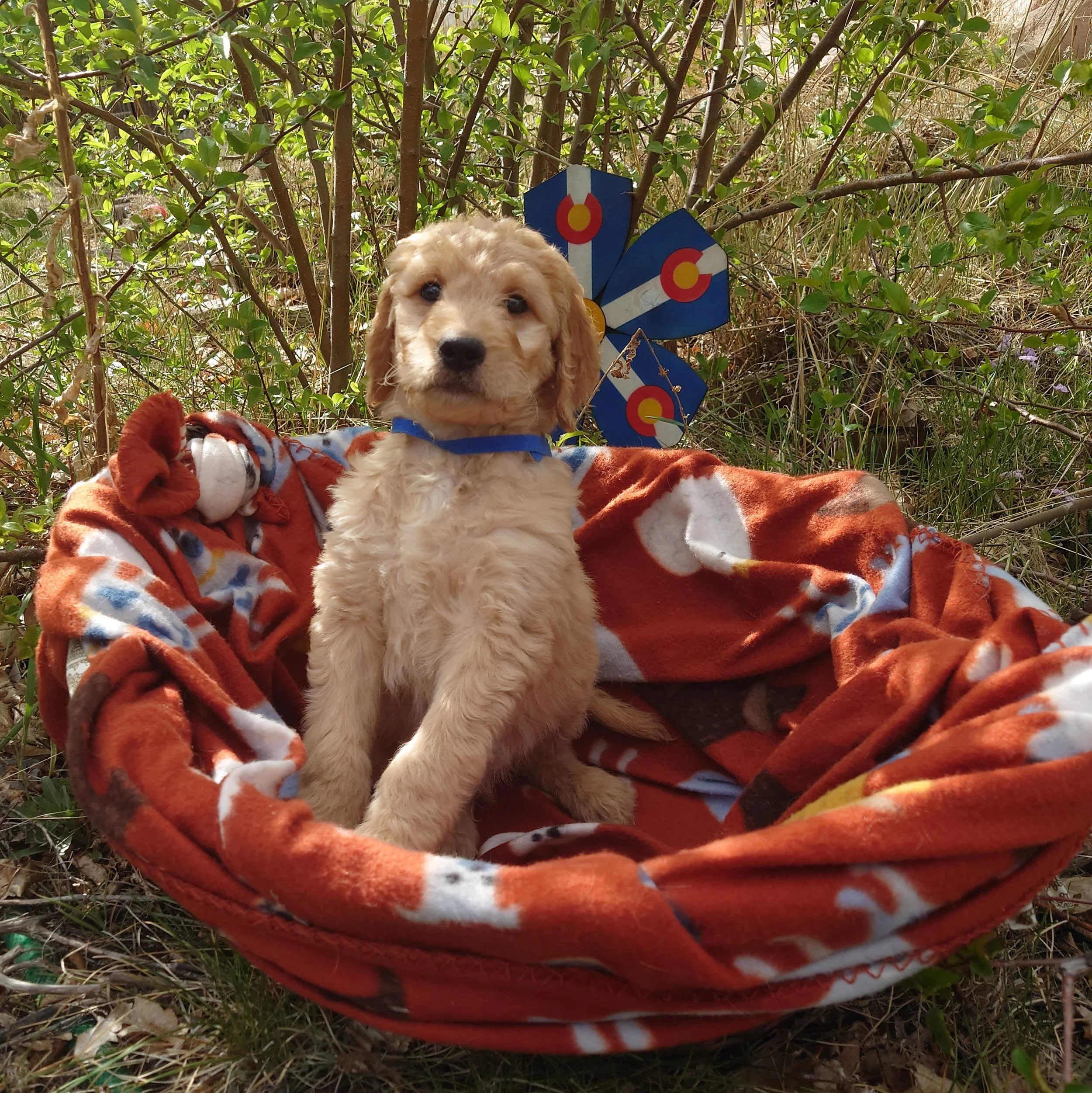 7 week old Mario the F1 Goldendoodle puppy sits paws on the edge of a basket with a fleece blanket. Behind him a painted Colorado flags on a flower shape.