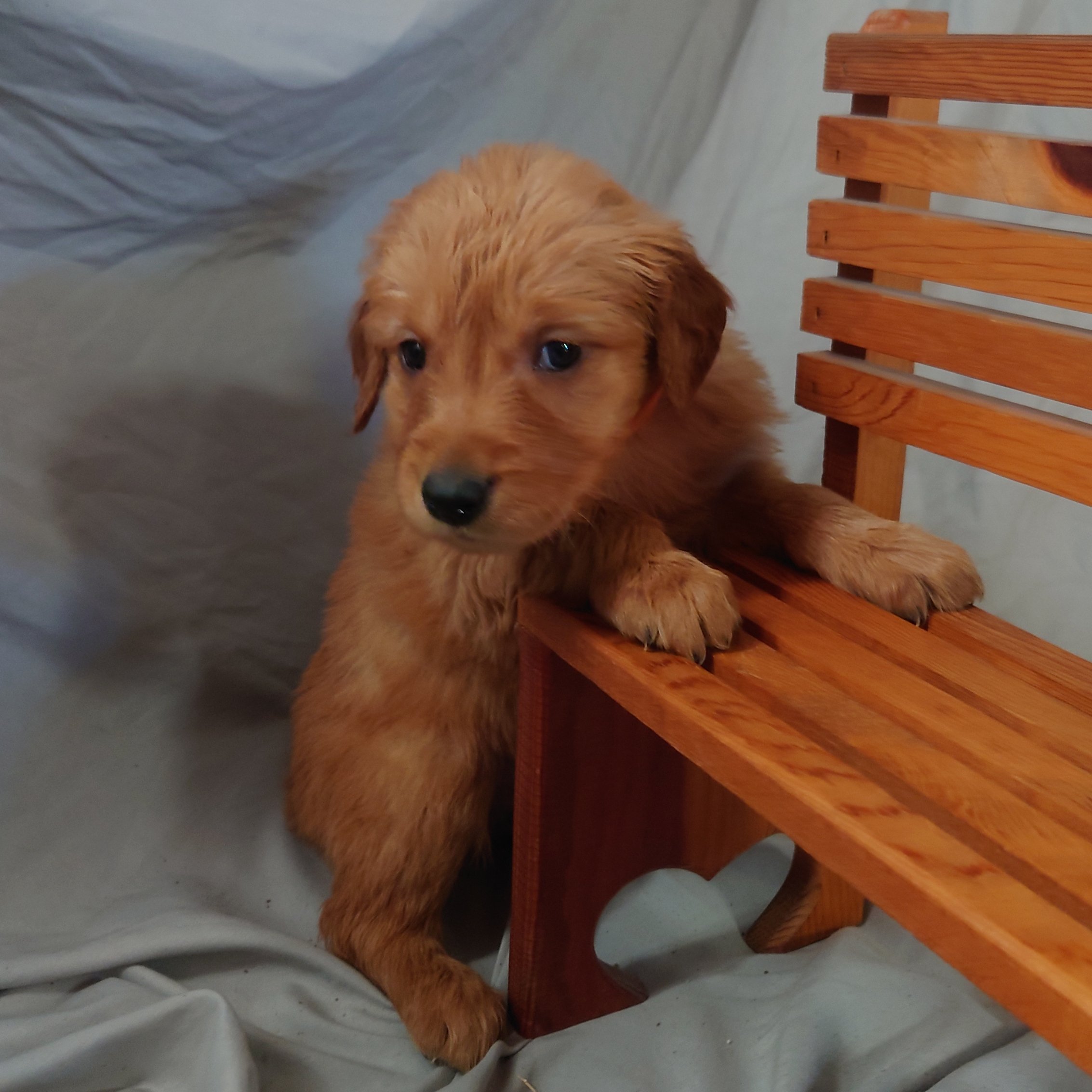 Zuma the 5 week old Golden Retriever puppy poses with his paws on a mini wooden bench.