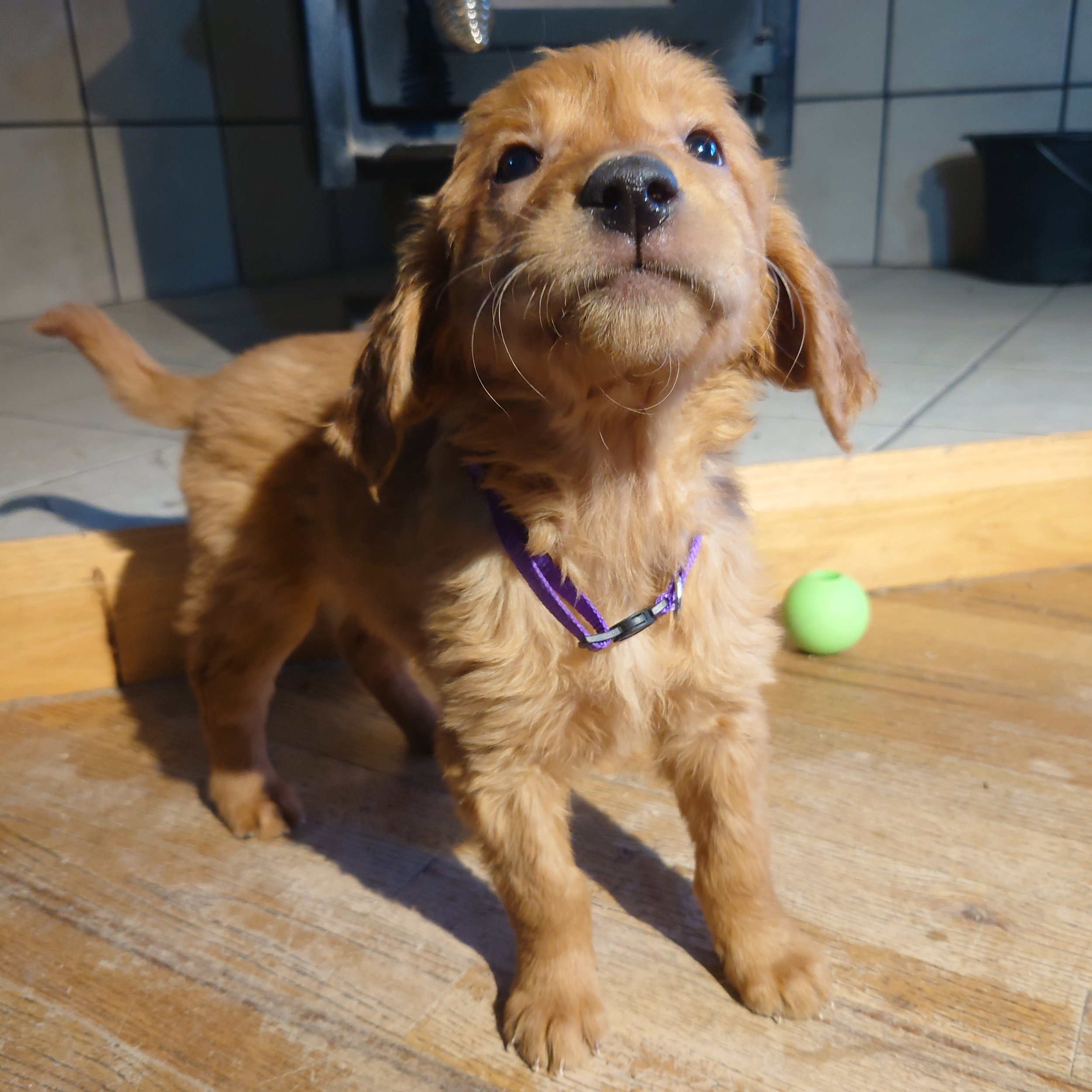 Roxi the 7 week old Golden Retriever puppy stands on a wooden floor in front of a wood fireplace.
