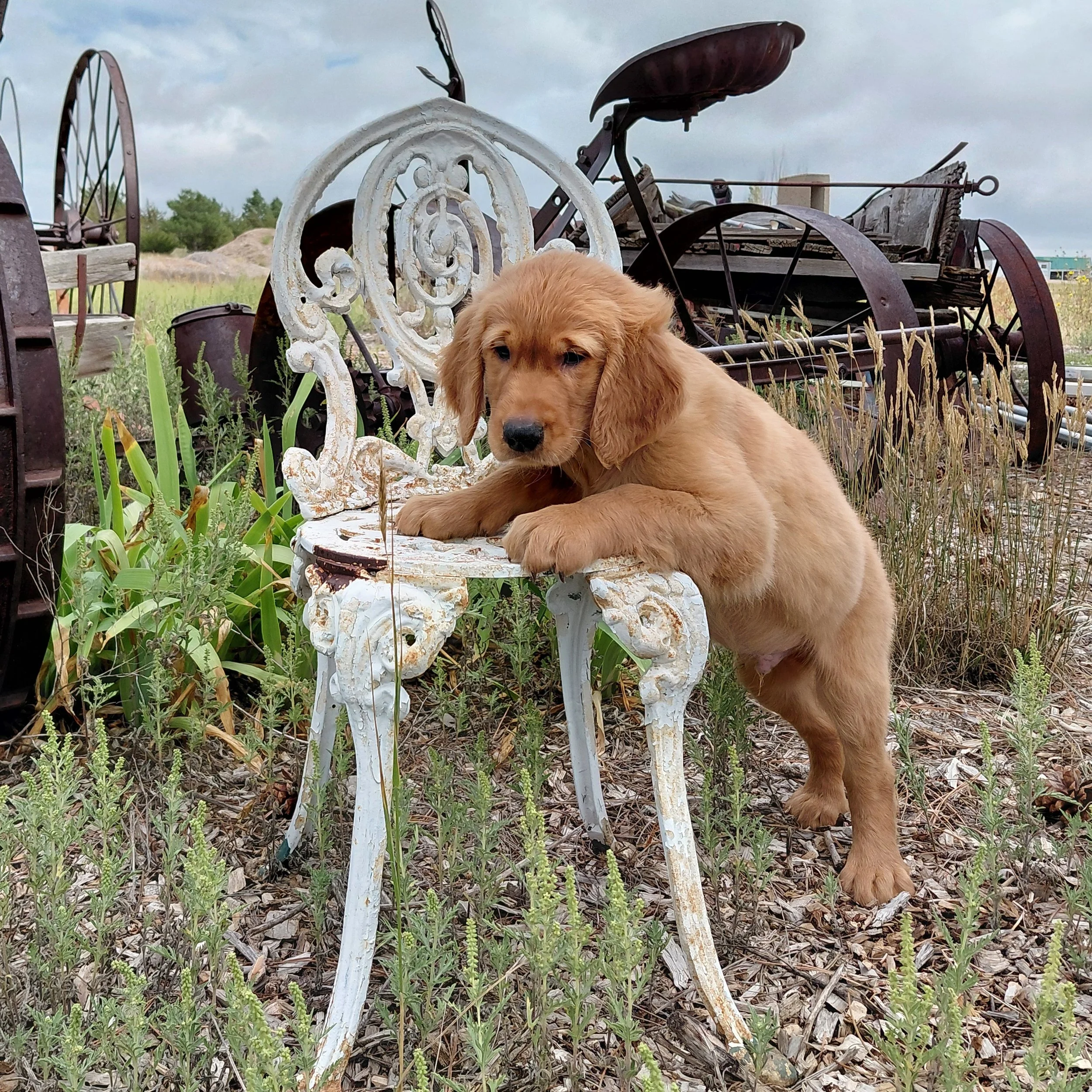 Appa the 9 week old Golden Retriever puppy leans over a white metal antique chair with antique farm equipment behind him.