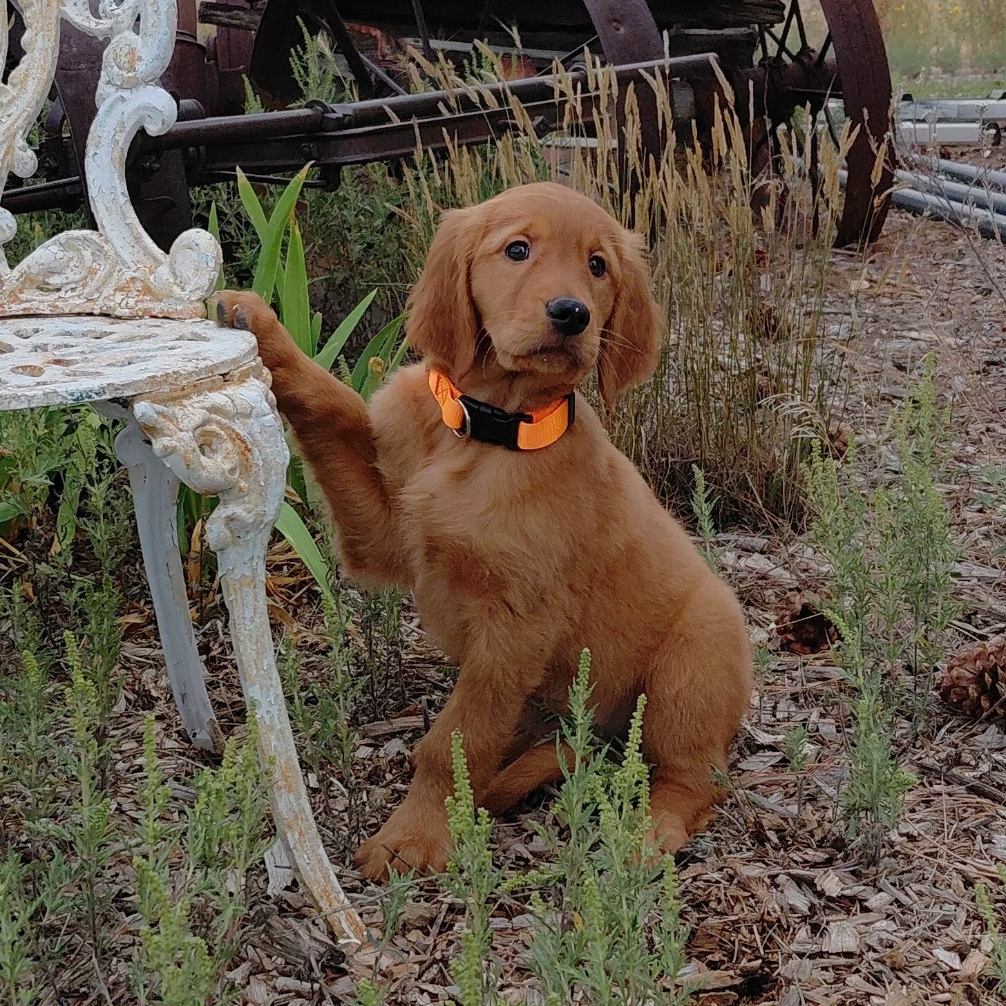 Sokka the 9 week old Golden Retriever puppy rests his paw a white metal antique chair with antique farm equipment behind him.