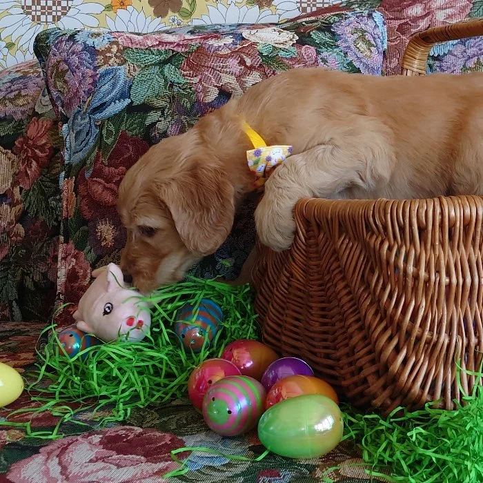 Daisy the 5 week old F1 Goldendoodle puppy sniffs her surroundings from in a basket surrounded by colorful Easter Eggs.