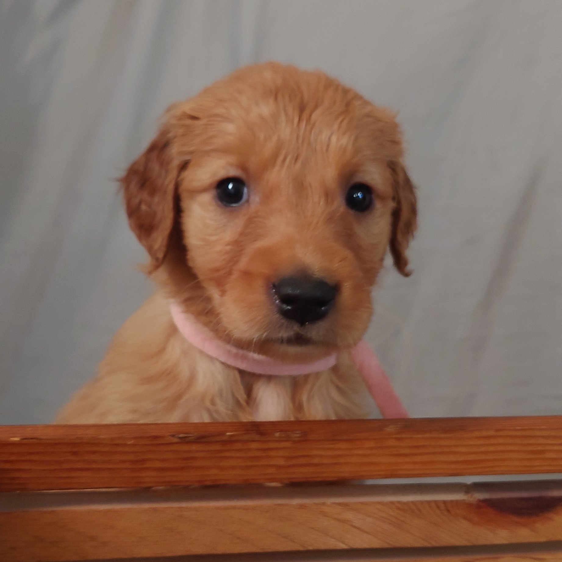 Skye the 5 week old Golden Retriever stares at the camera from a wooden bench.