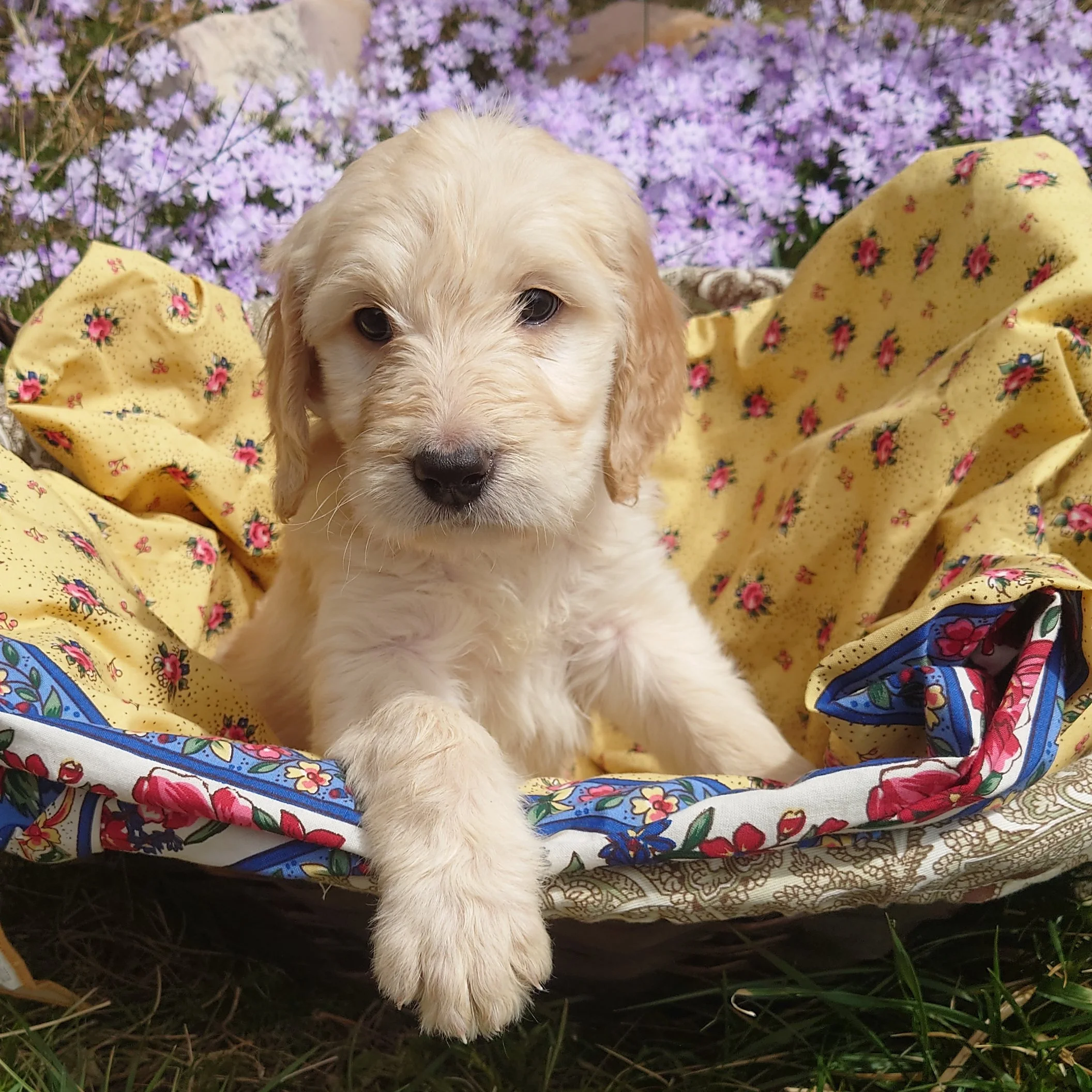 Peach the 6 week old F1 Goldendoodle puppy sits with her paw on the edge of a basket surrounded by purple phlox flowers.