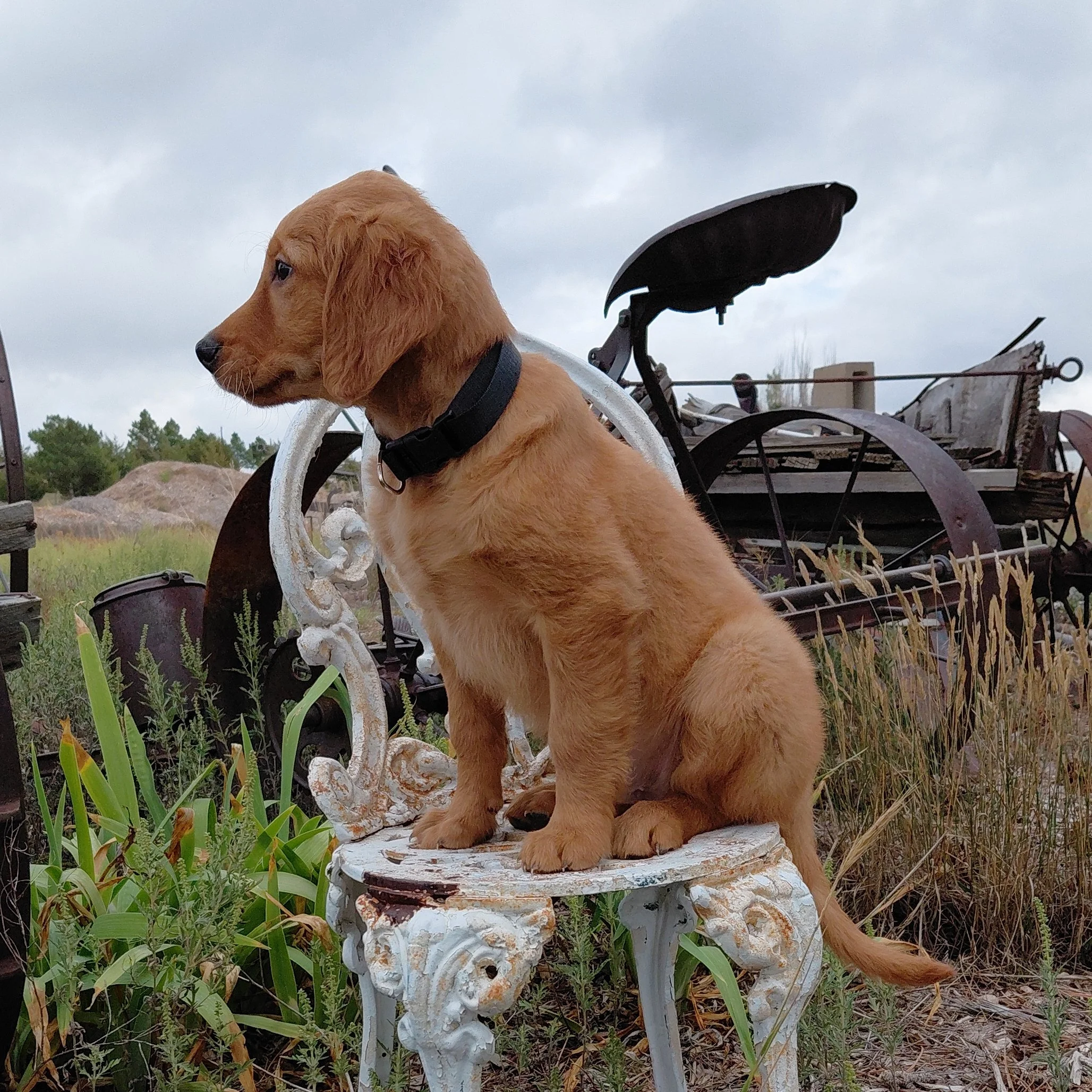 Zuko the 9 week old Golden Retriever puppy sits on a white metal antique chair with antique farm equipment behind him.
