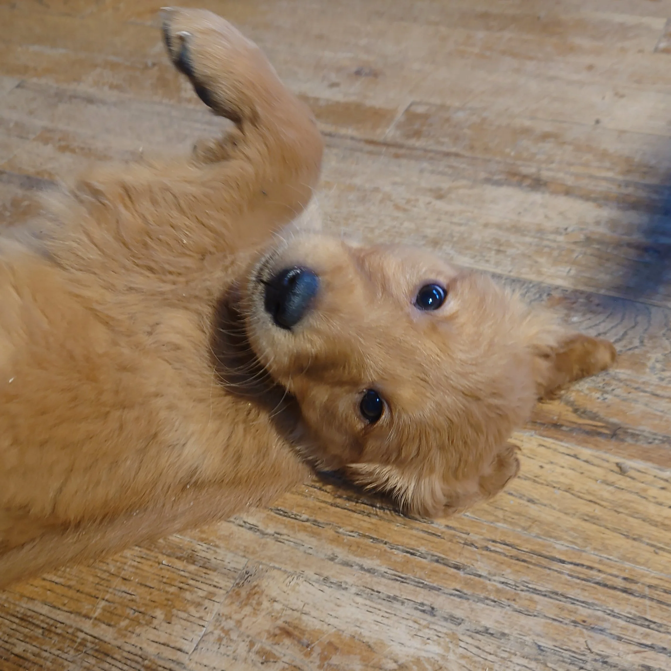 Skye the 7 week old Golden Retriever puppy lays on a wooden floor.