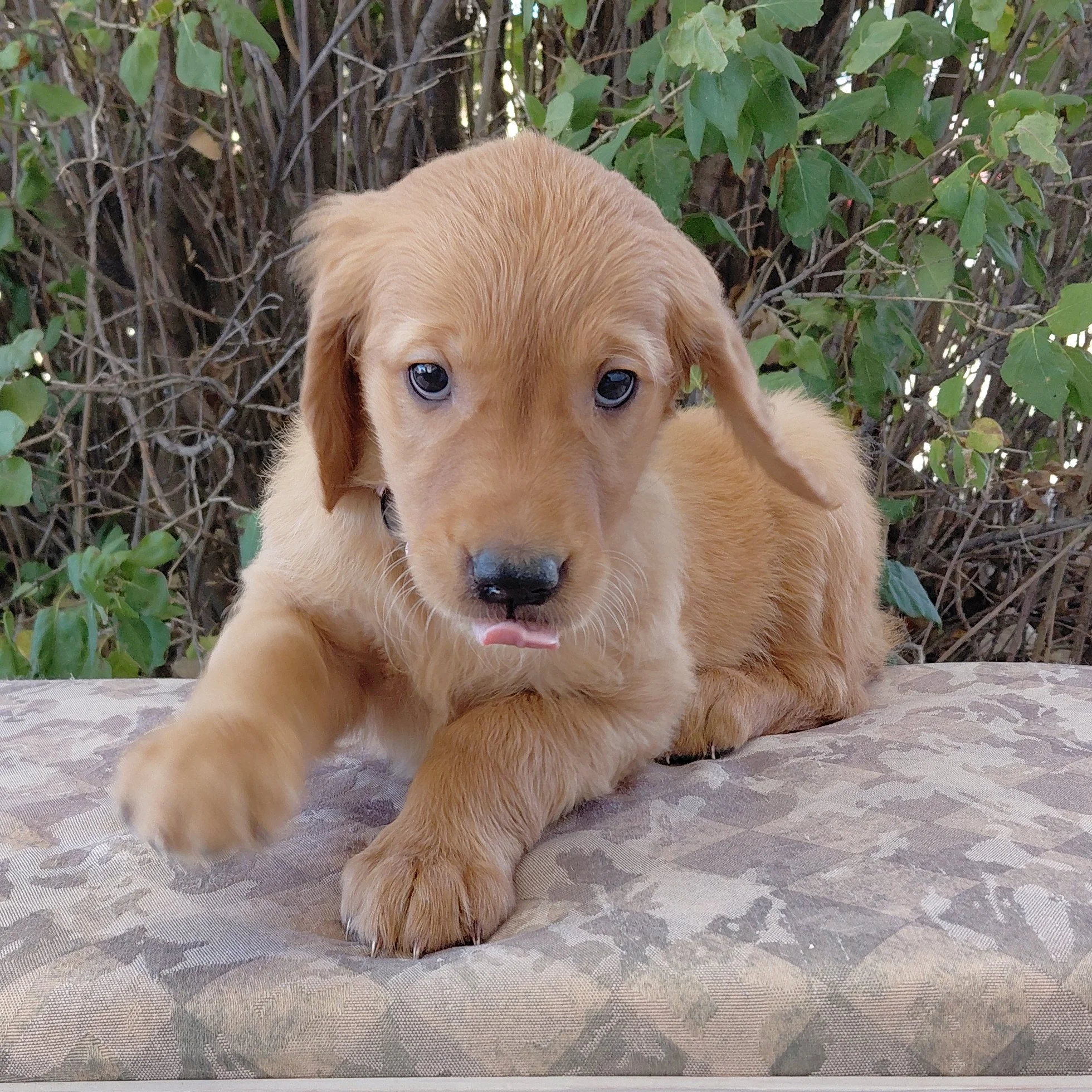 Toph, the 7 week old Golden Retriever puppy is on a bench in front of a lilac bush.