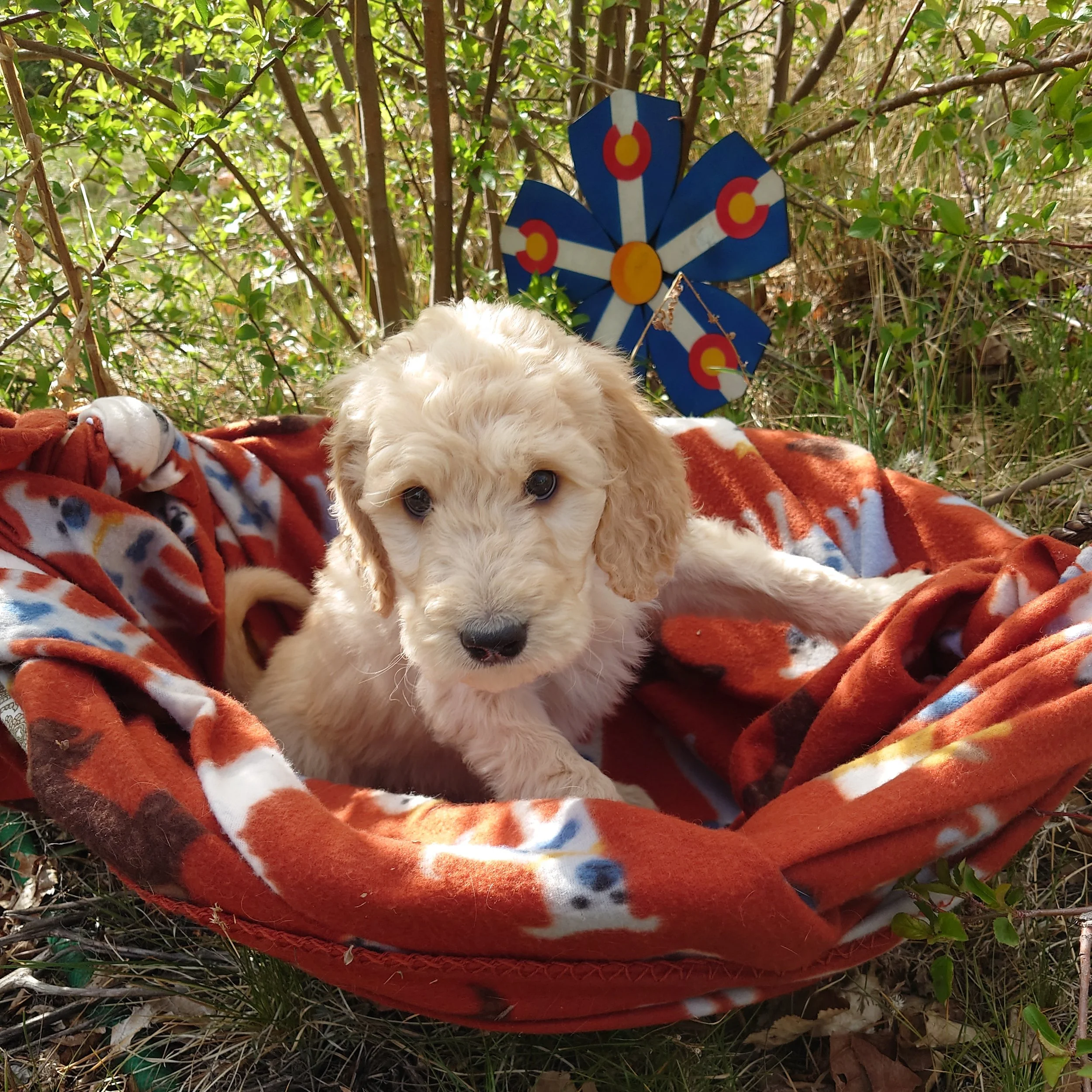 7 week old Yoshi the F1 Goldendoodle puppy sits paws on the edge of a basket with a fleece blanket. Behind him a painted Colorado flags on a flower shape.