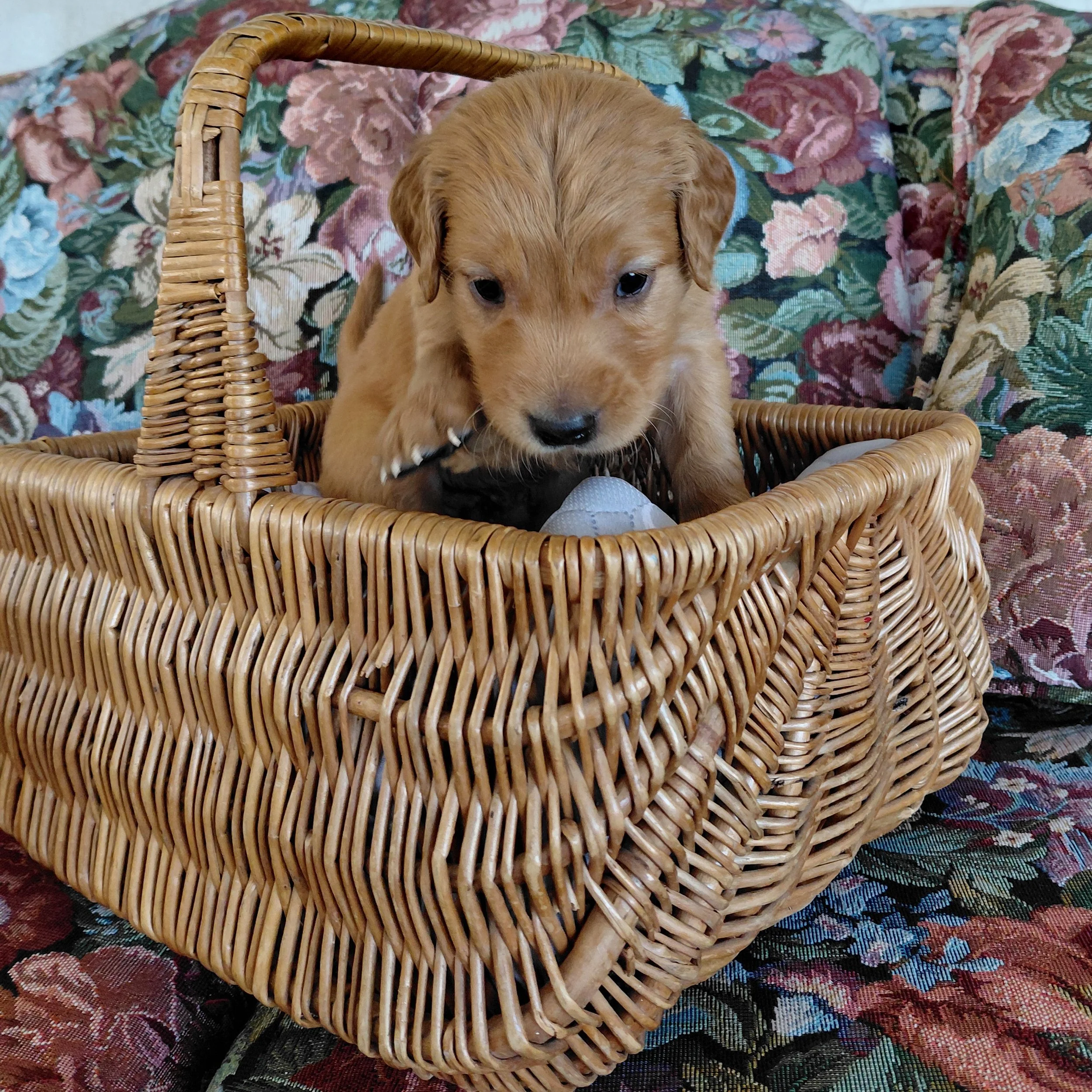 Zuko, the 4 week old Golden Retriever puppy sits in a basket on a floral couch with a black collar.