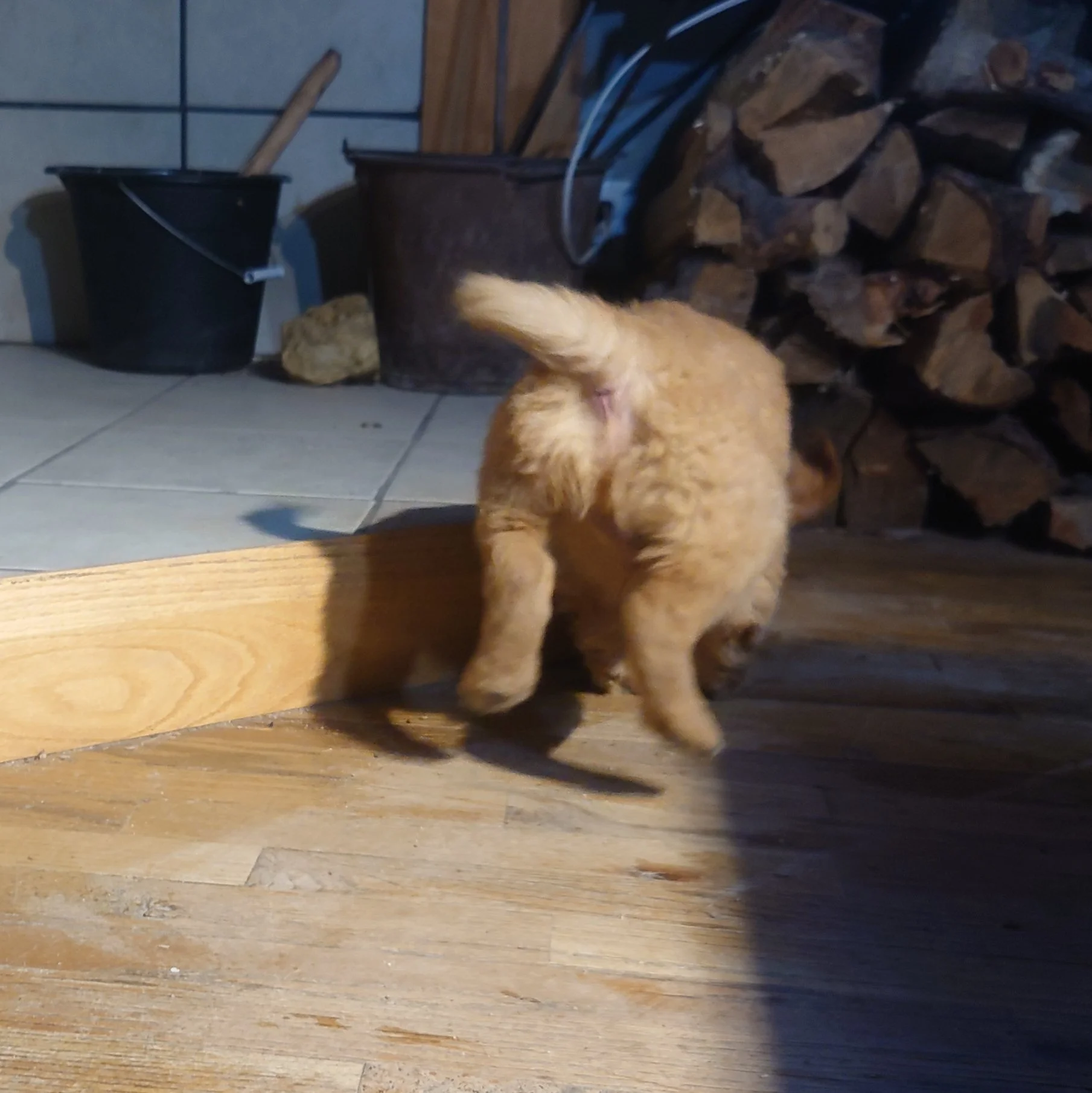 Oaks the 7 week old Golden Retriever puppy runs away with a ball on a wooden floor in front of a wood fireplace.