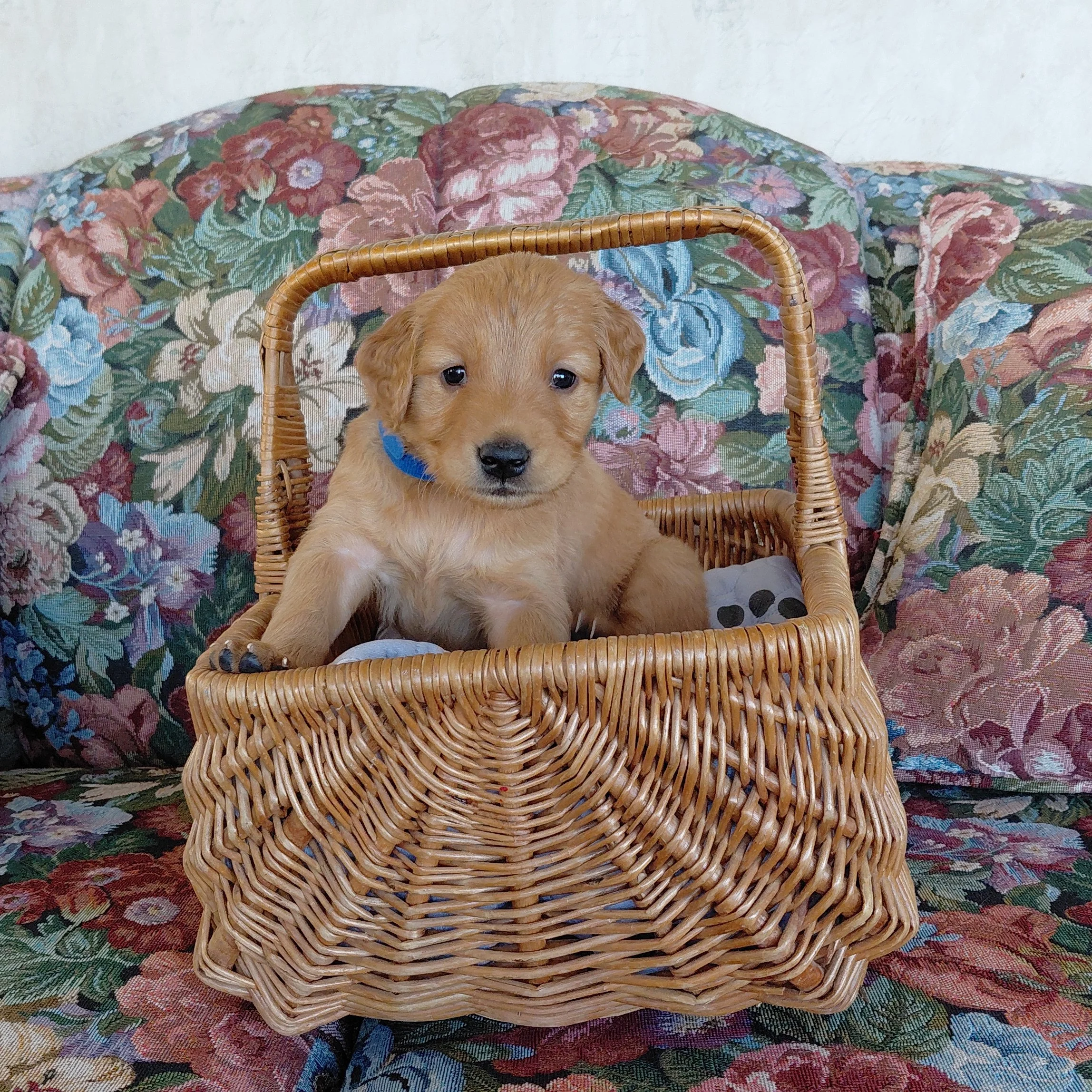 Appa, the 4 week old Golden Retriever puppy sits in a basket on a floral couch with a blue collar.