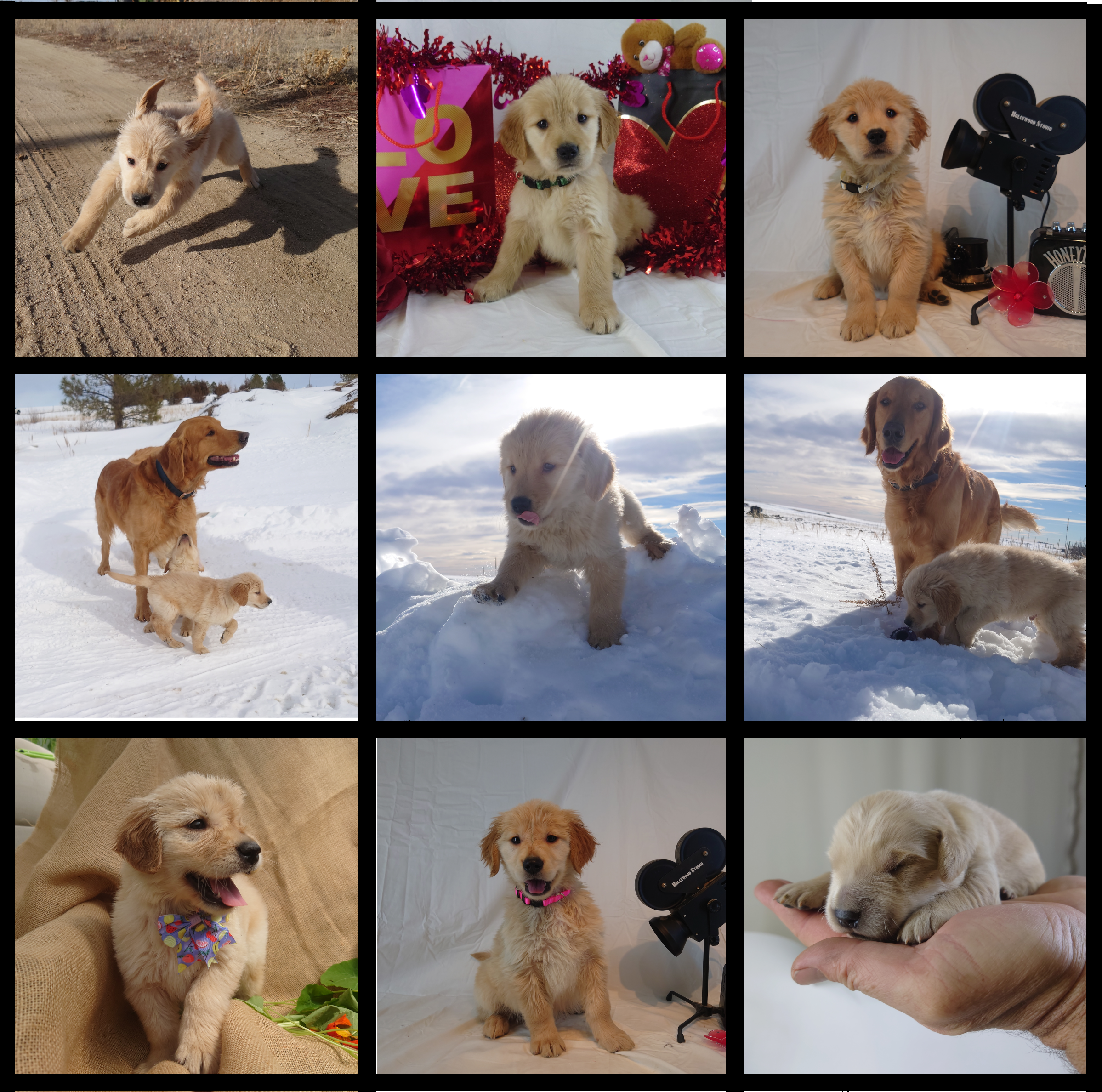 Collage of 9 Golden Retriever puppy pictures. Top left: Top Middle: Top right: Middle Left: Middle: Middle Right: Bottom Left: Bottom Middle: Bottom Right: