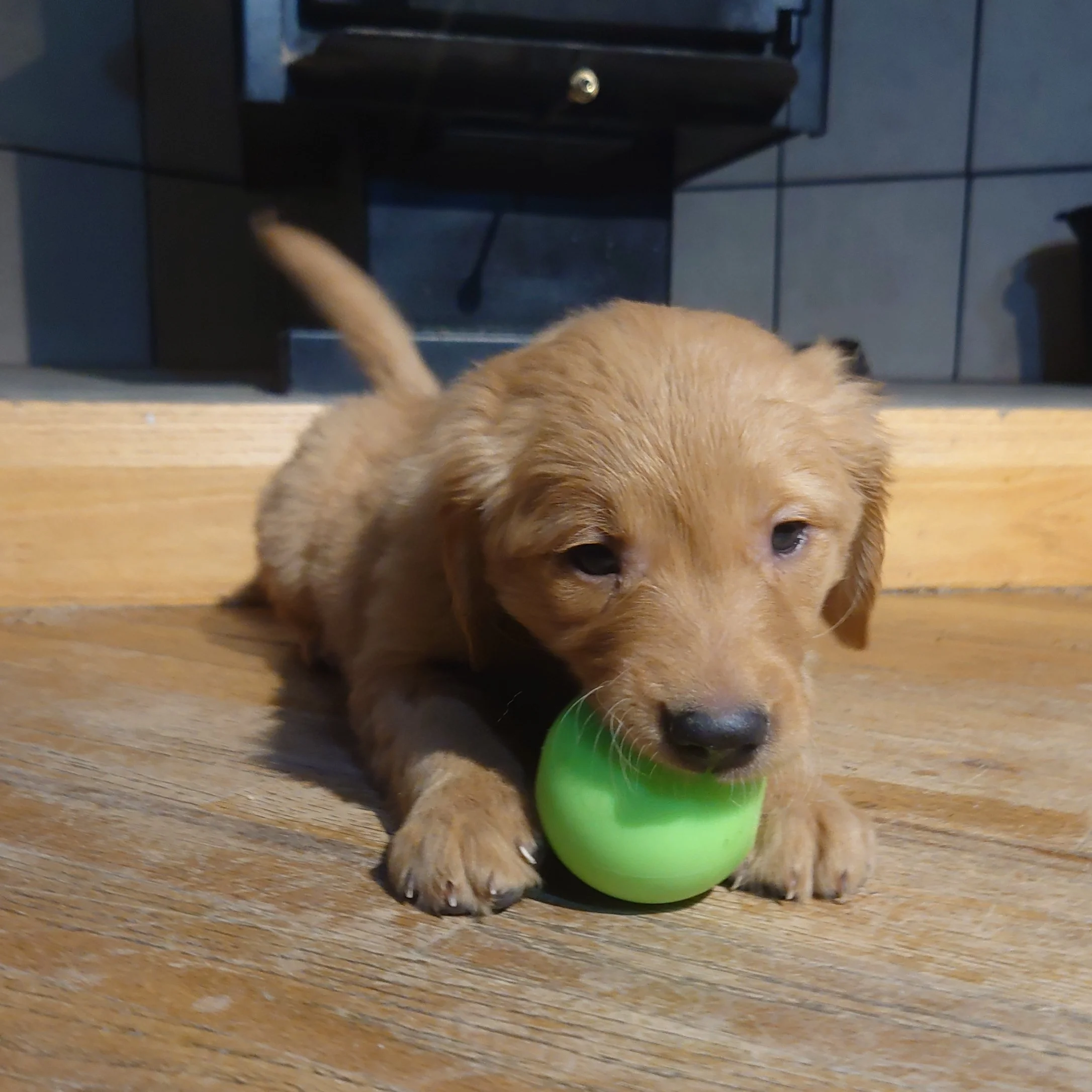 Oaks the 7 week old Golden Retriever puppy plays with a ball on a wooden floor in front of a wood fireplace.