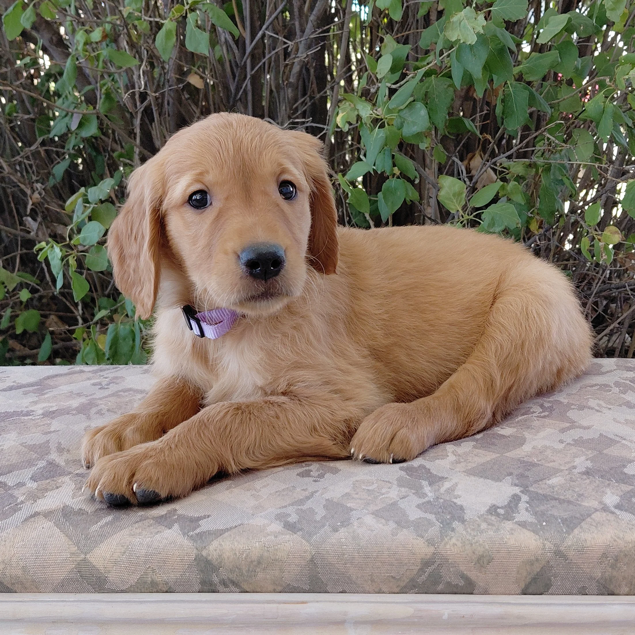 Toph, the 7 week old Golden Retriever puppy is on a bench in front of a lilac bush.