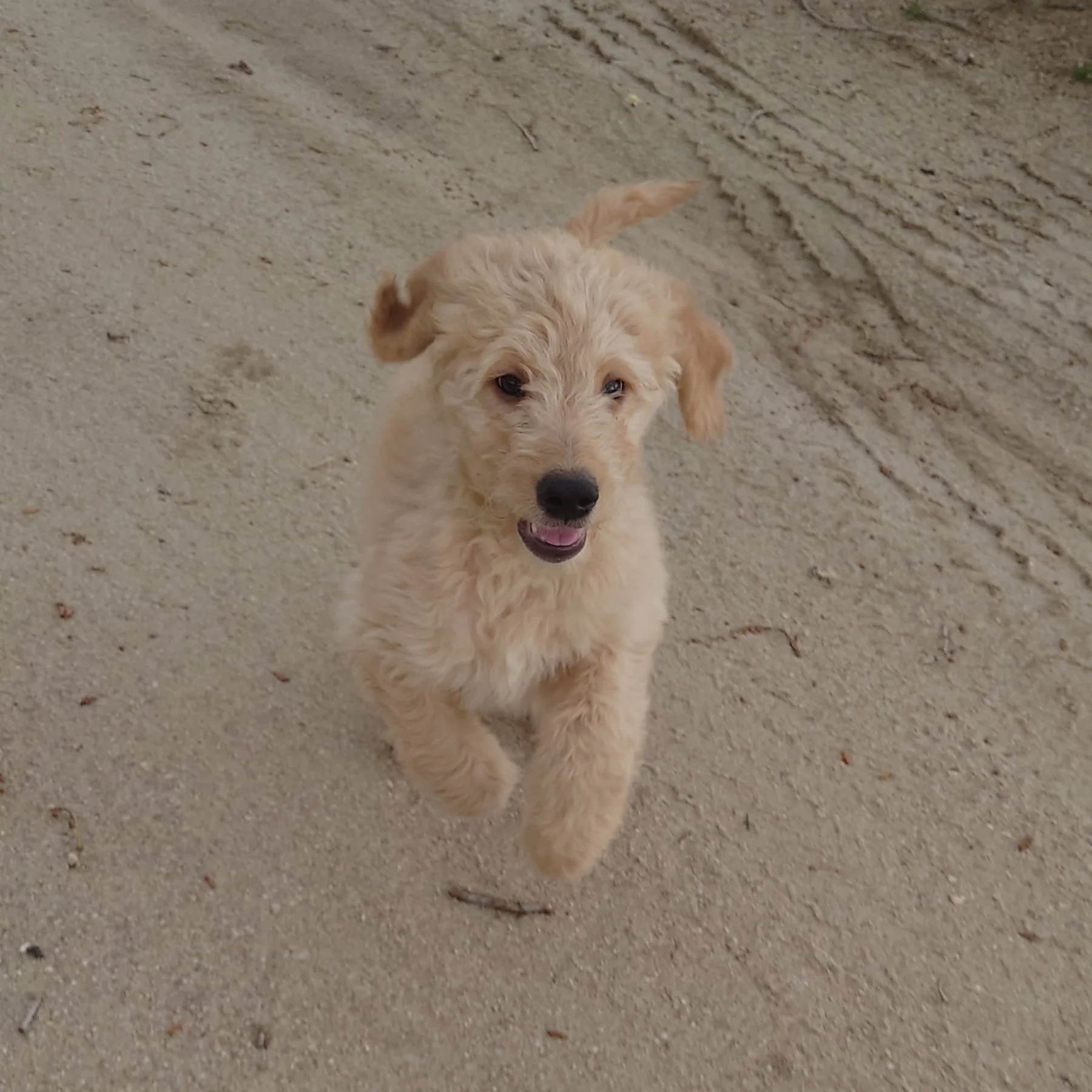 Bowser the 10 week old F1 Goldendoodle runs towards the camera on a dirt driveway.