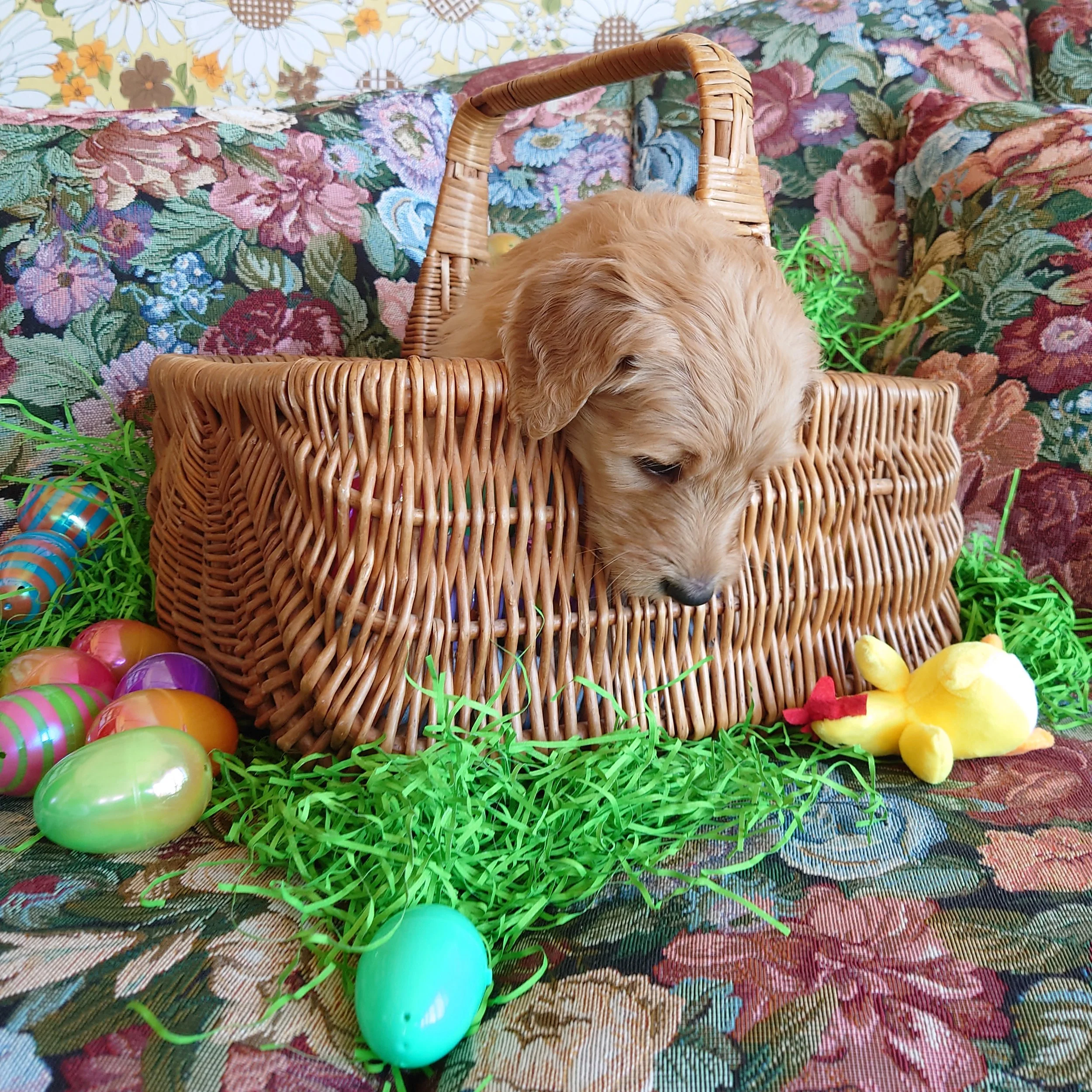 Daisy the 5 week old F1 Goldendoodle puppy looks over the edge of a basket surrounded by colorful Easter Eggs.