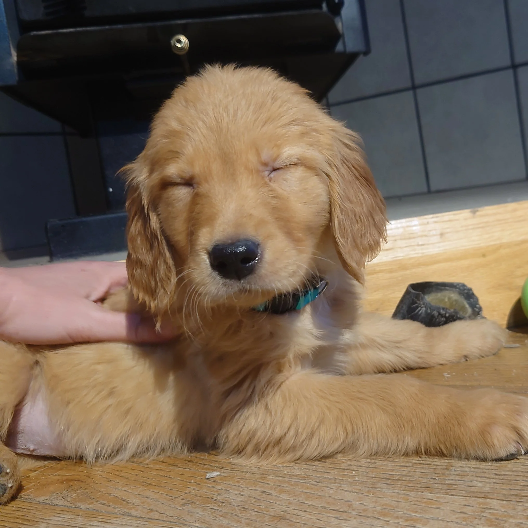Everest the 7 week old Golden Retriever puppy enjoys rubbings on a wooden floor in front of a wood fireplace.