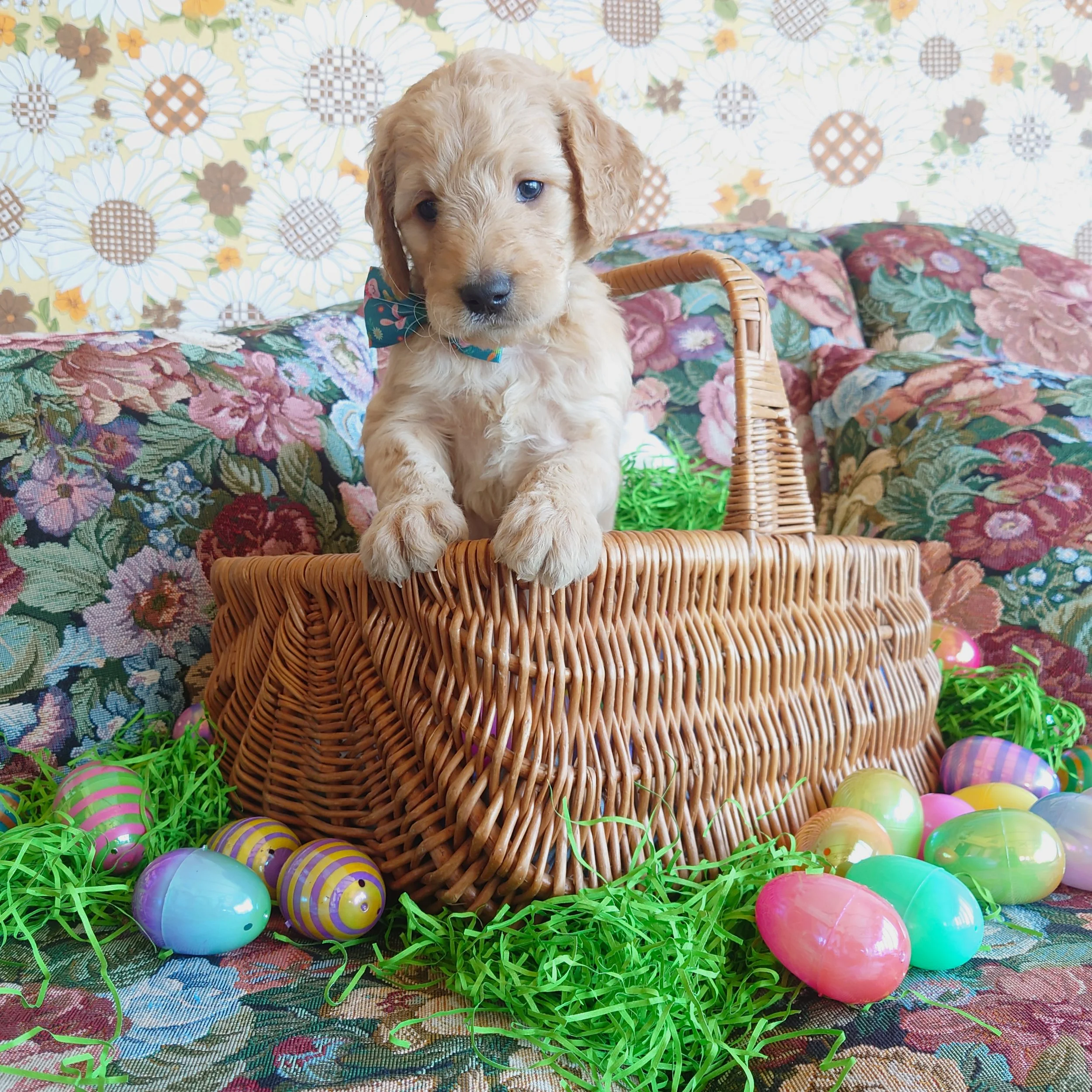 Bowser the 5 week old F1 Goldendoodle puppy sits politely in a basket surrounded by colorful Easter Eggs.