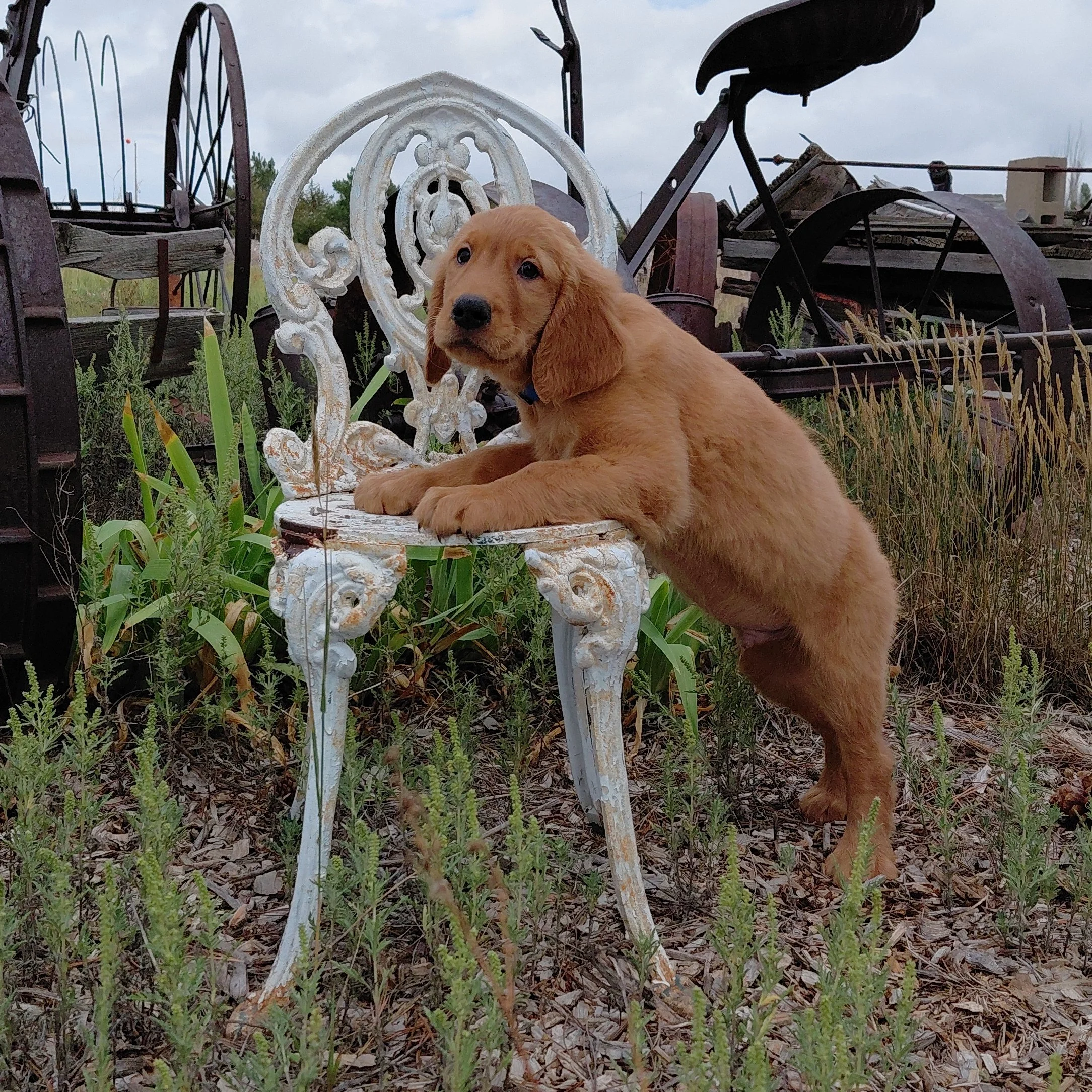 Appa the 9 week old Golden Retriever puppy leans over a white metal antique chair with antique farm equipment behind him.