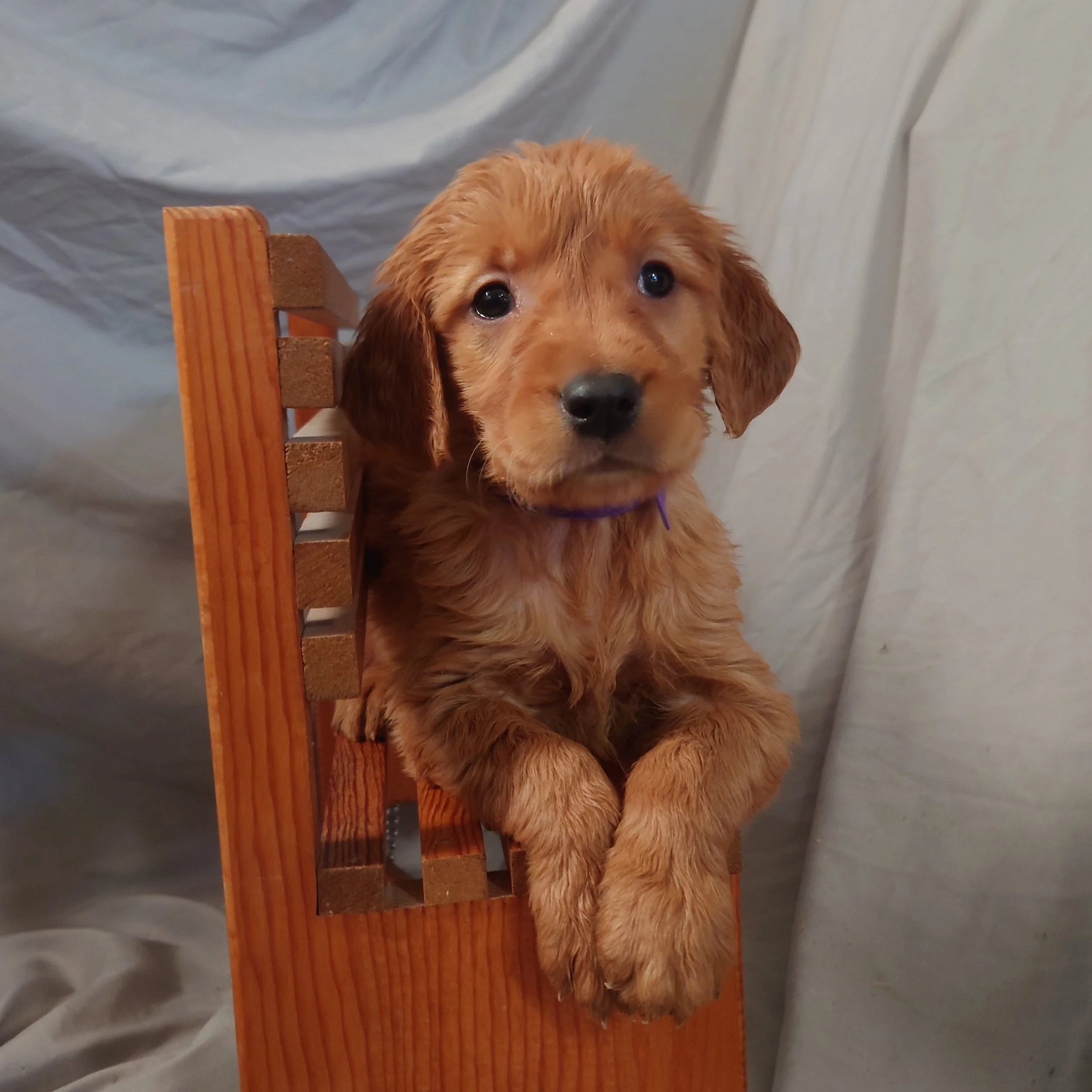 Roxi the 5 week old Golden Retriever puppy poses on a mini wooden bench.
