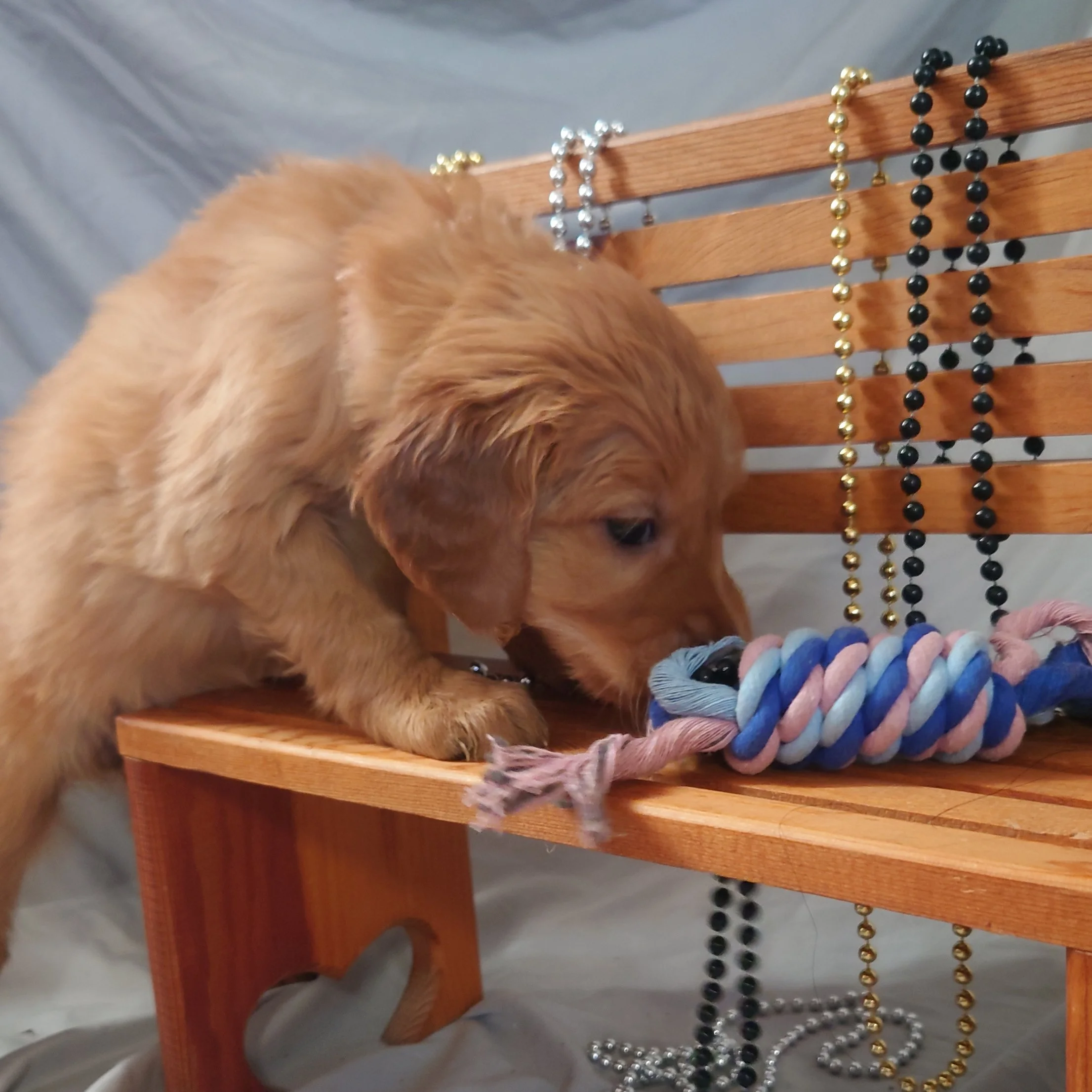 Skye the 5 week old Golden Retriever puppy sniffs a rope toy on a mini wooden bench.