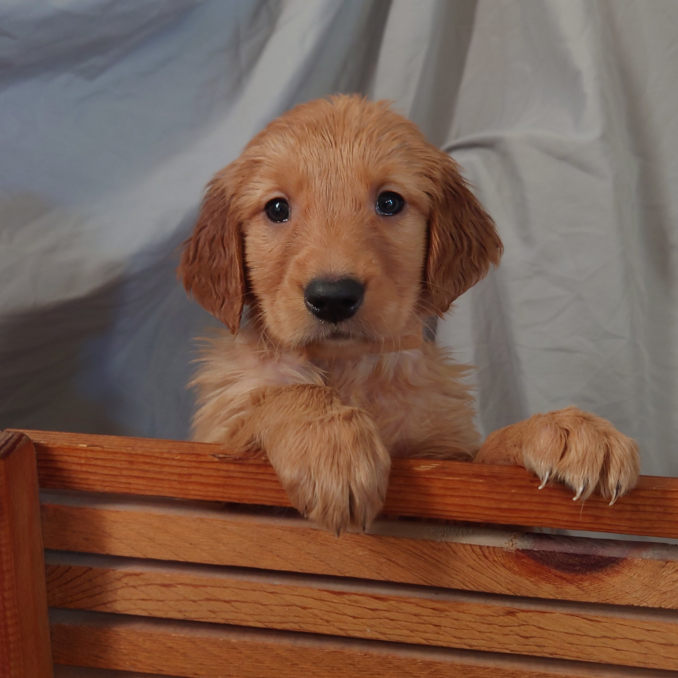 Liberty the Golden Retriever puppy poses on a wooden bench in Peyton Colorado.