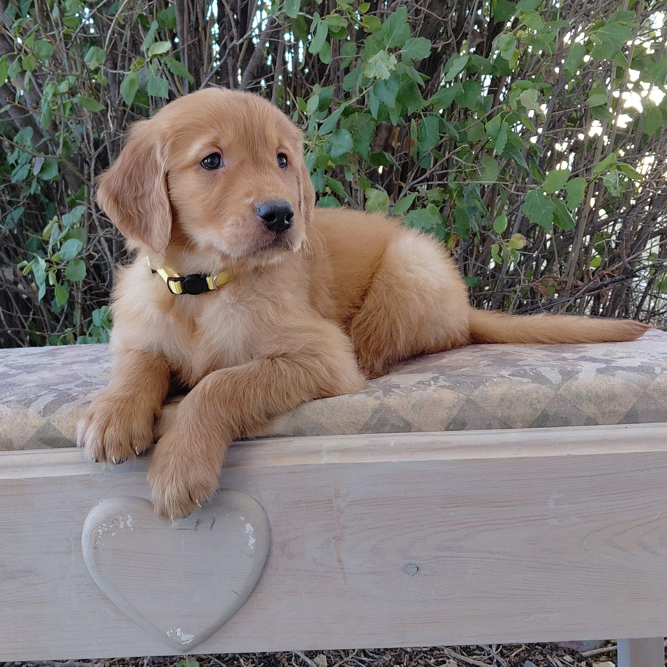 King Bumi, the 7 week old Golden Retriever puppy is on a bench in front of a lilac bush.